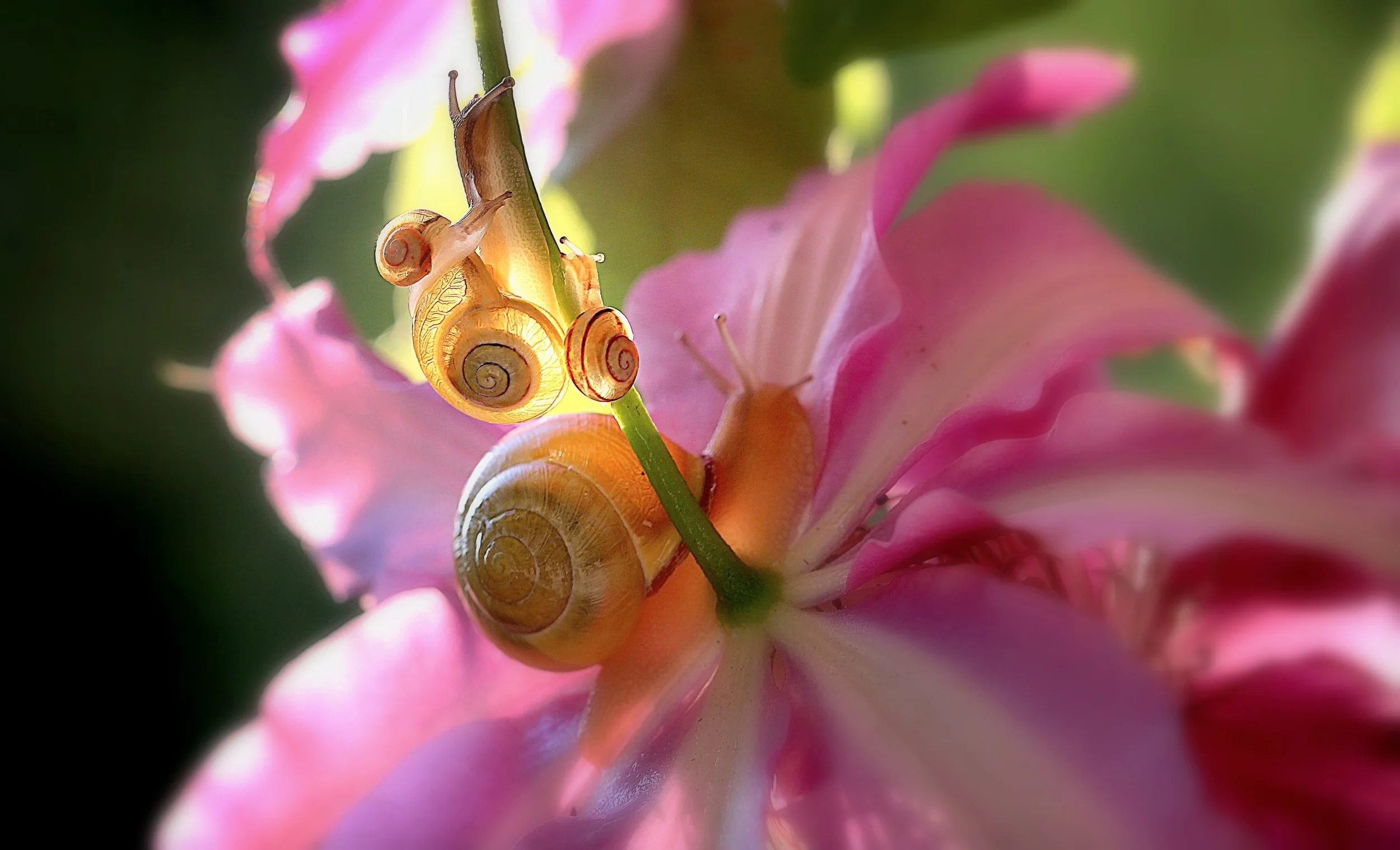 Winner of "Family life" contest,published in Nature-photo magazine.