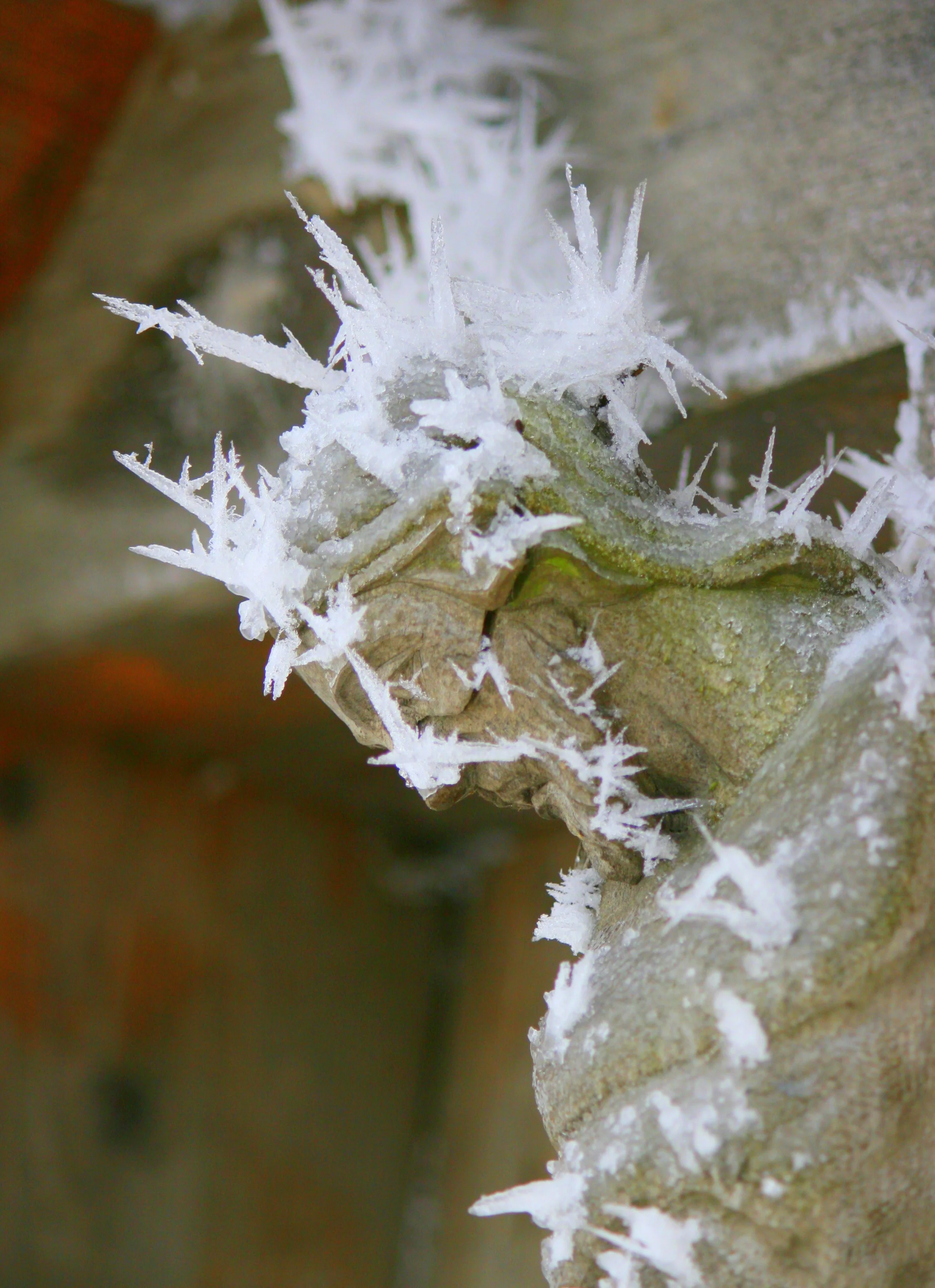 Published in Daly News,DE