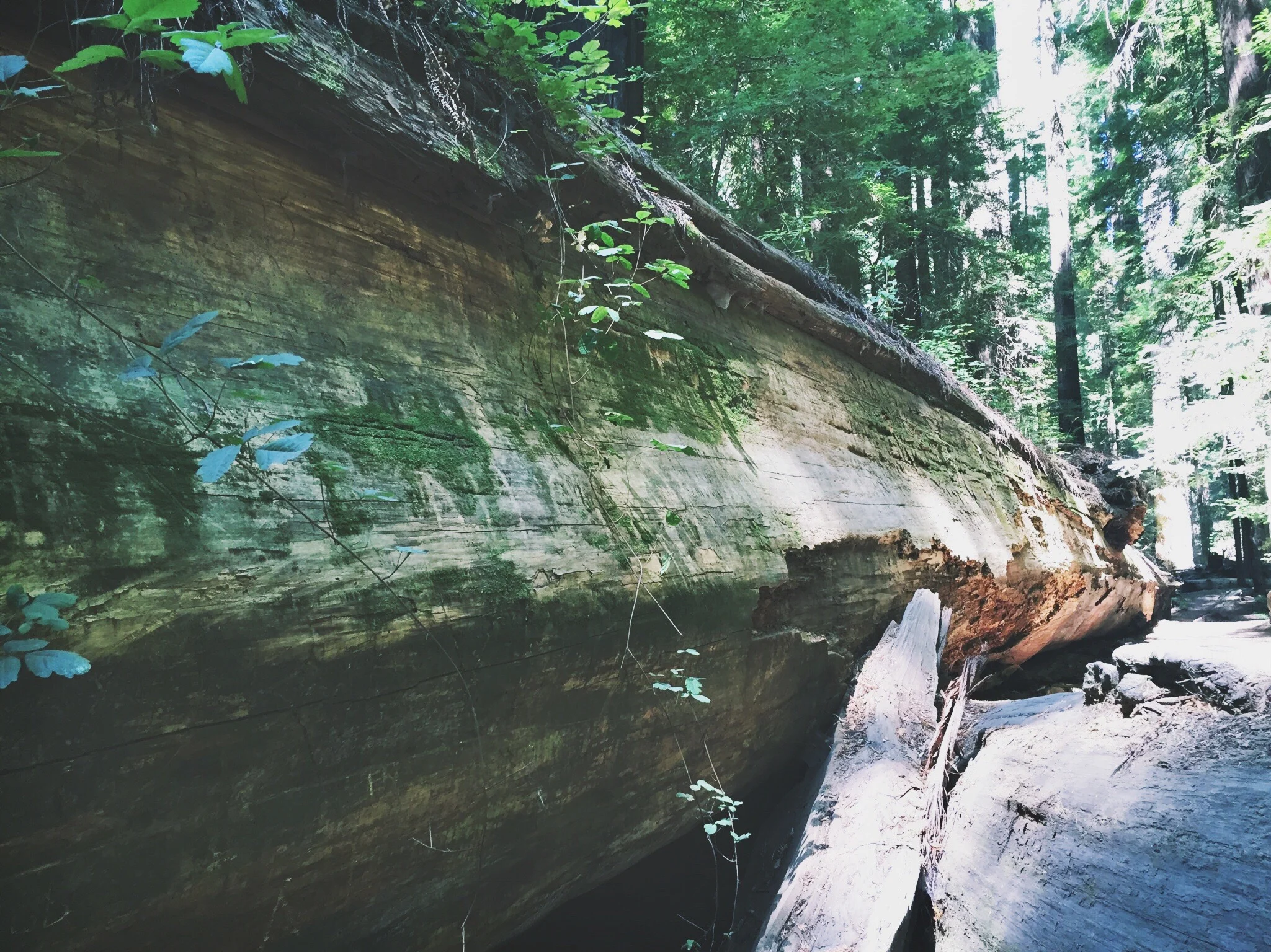 THE GIANTS - CA (via JacinthaPayne.com)