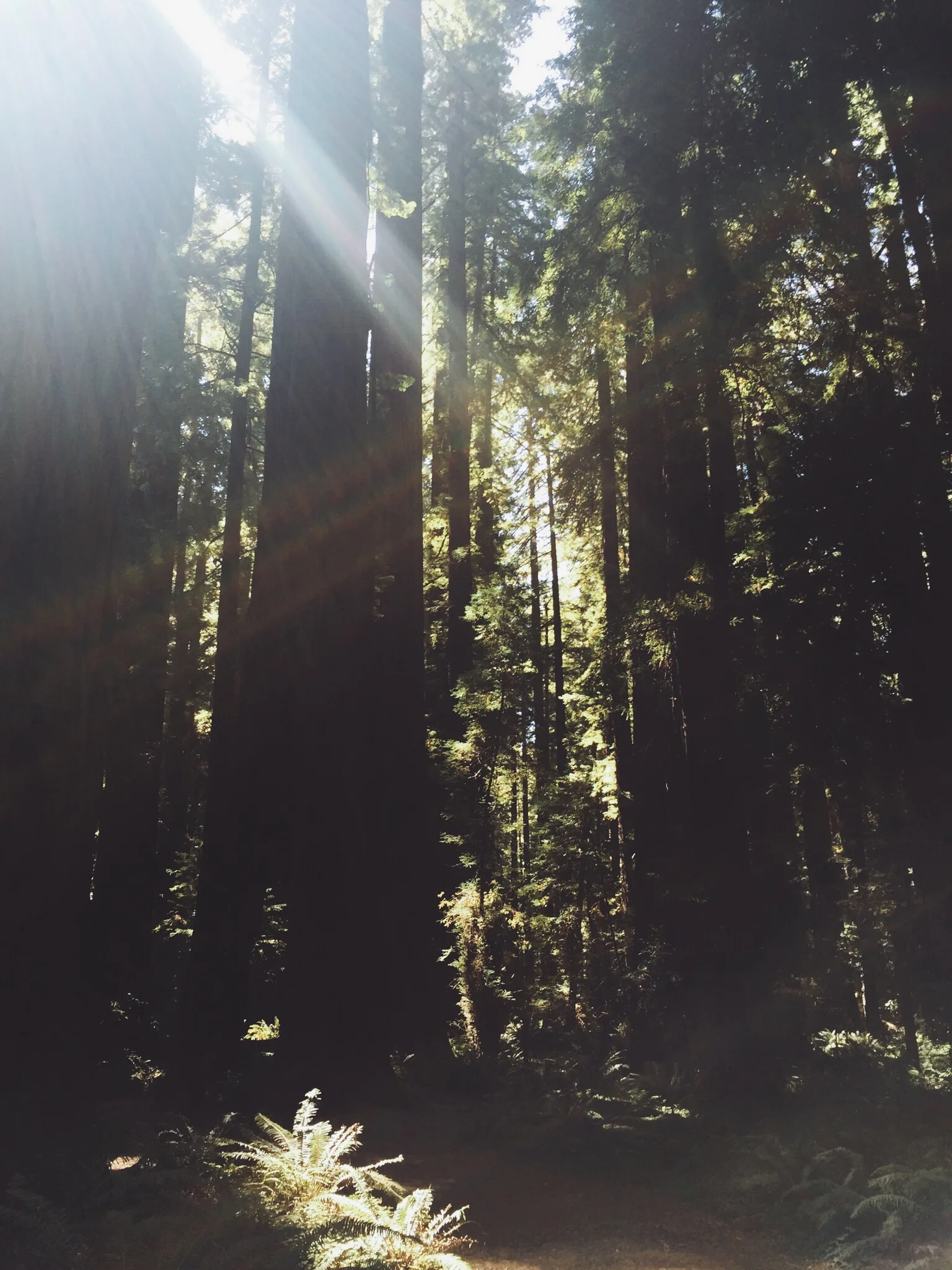 THE GIANTS - CA (via JacinthaPayne.com)