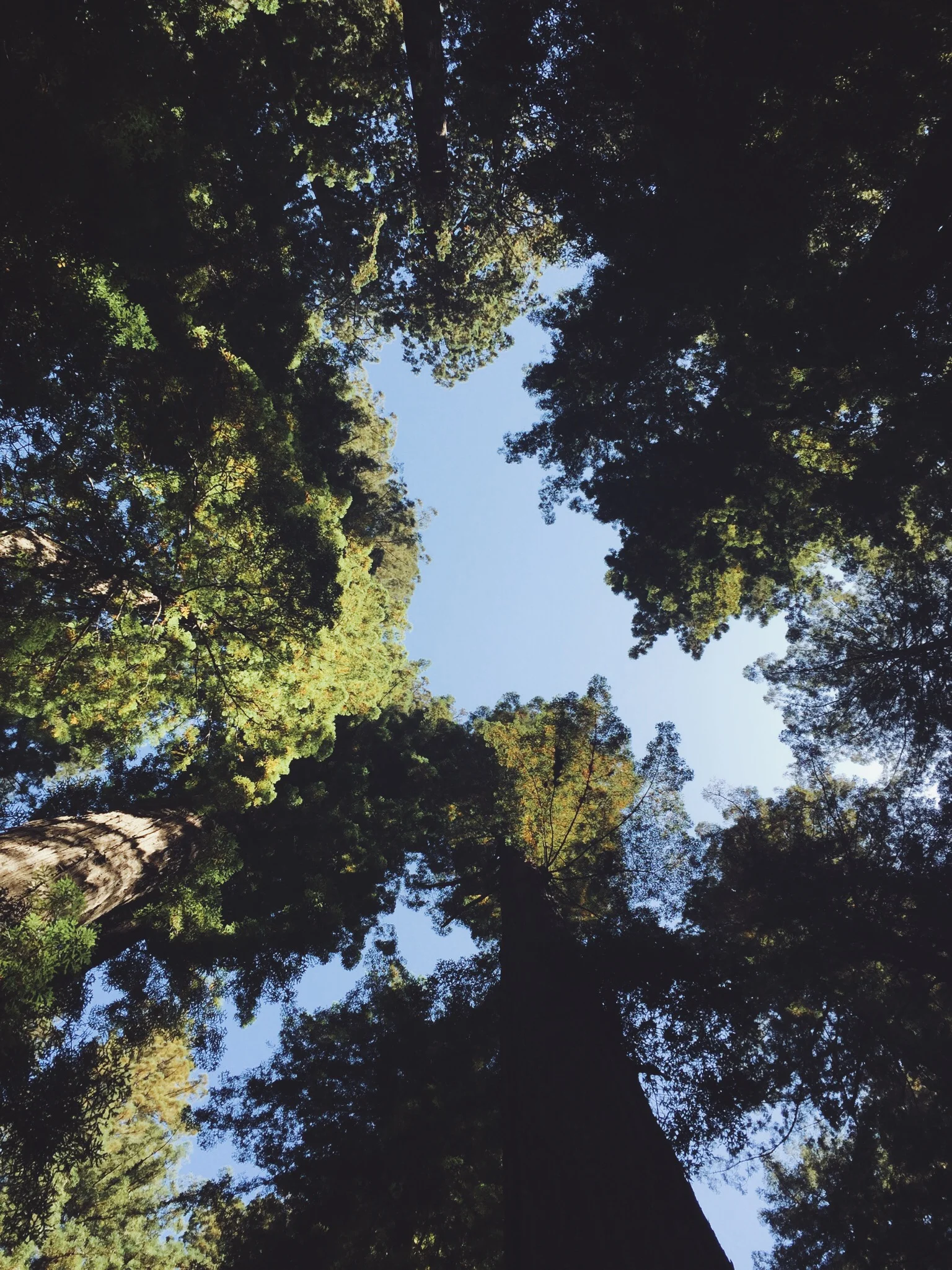 THE GIANTS - CA (via JacinthaPayne.com)