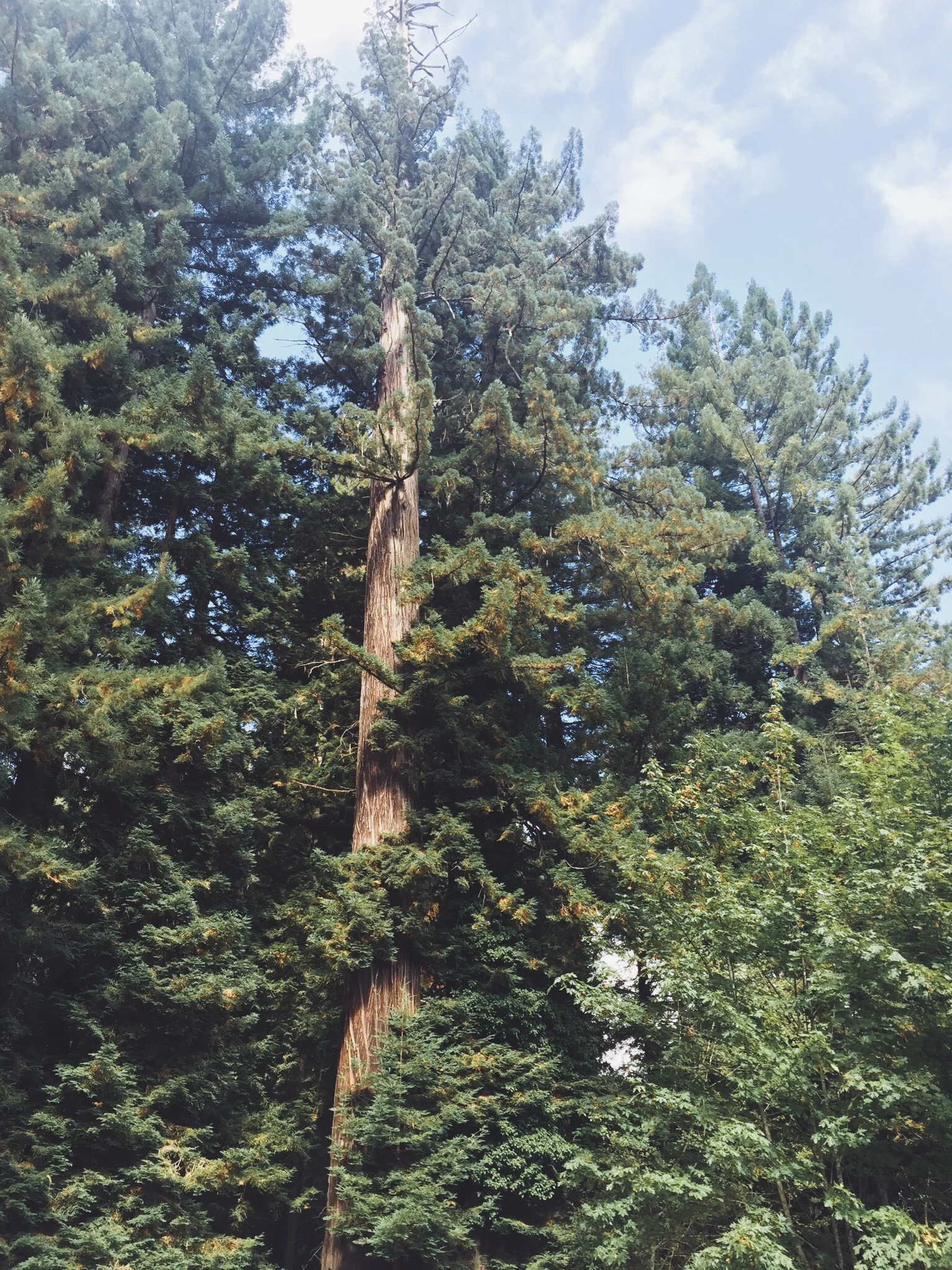 THE GIANTS - CA (via JacinthaPayne.com)