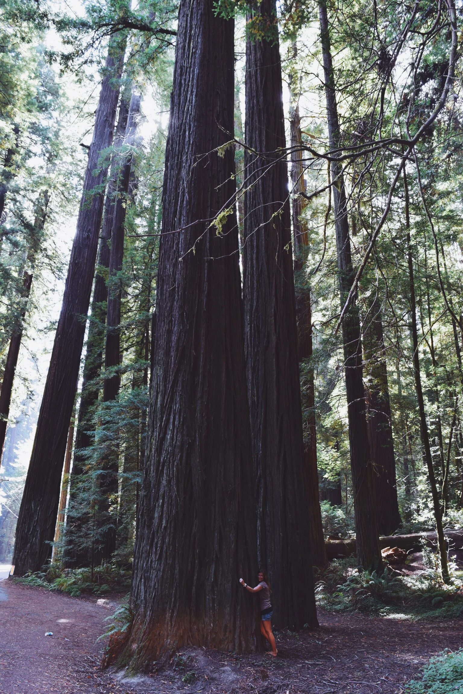 THE GIANTS - CA (via JacinthaPayne.com)