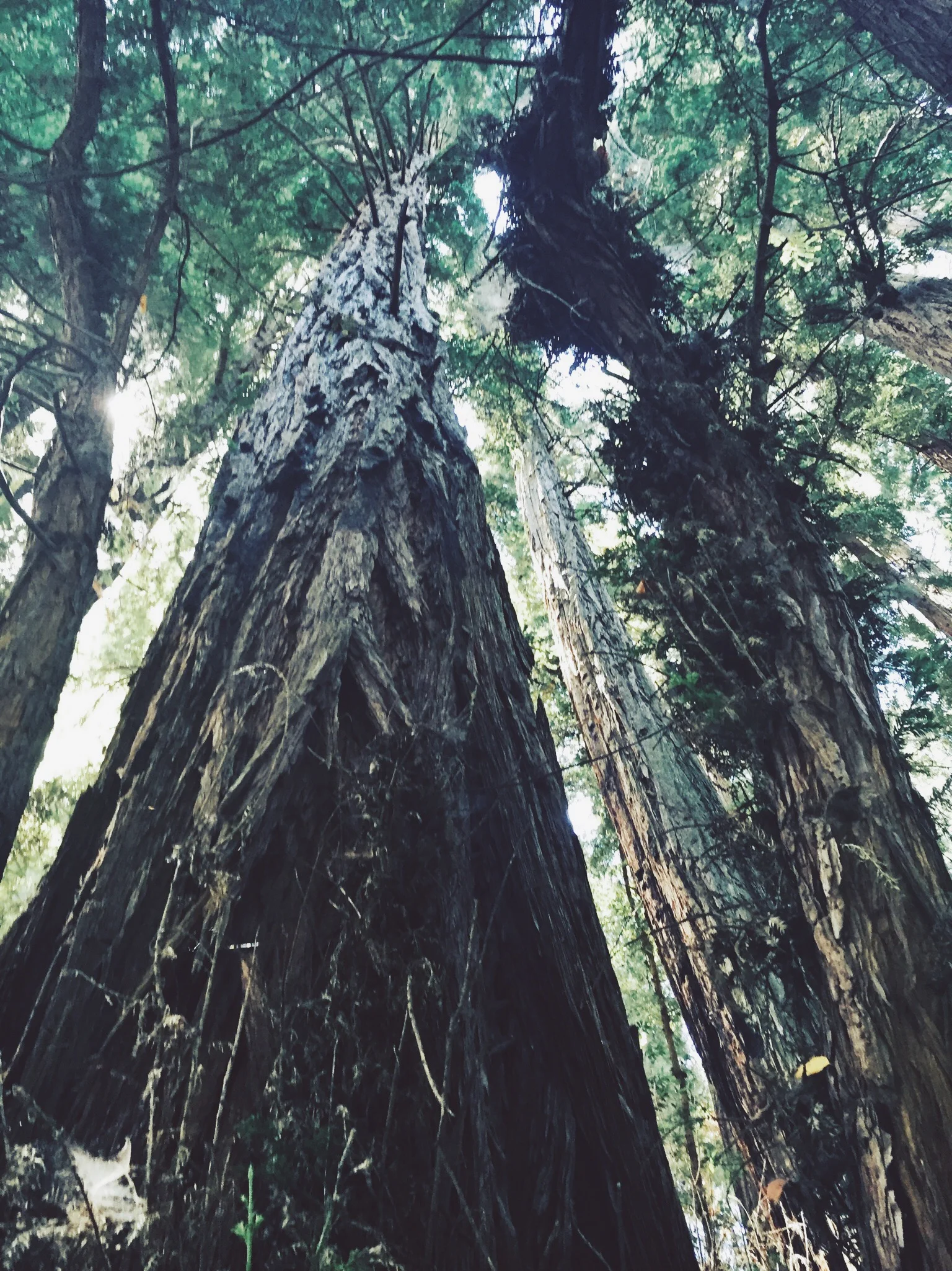 THE GIANTS - CA (via JacinthaPayne.com)