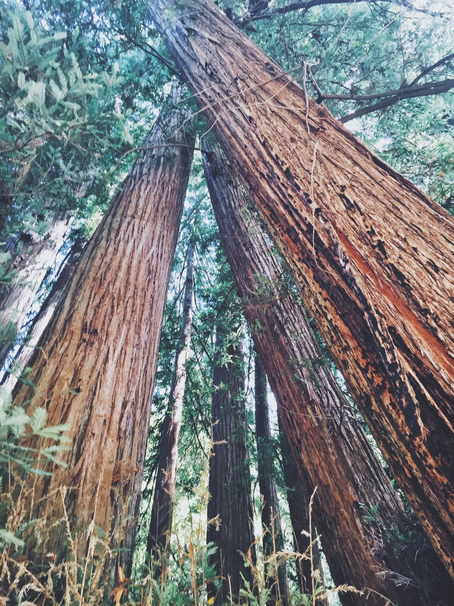 THE GIANTS - CA (via JacinthaPayne.com)