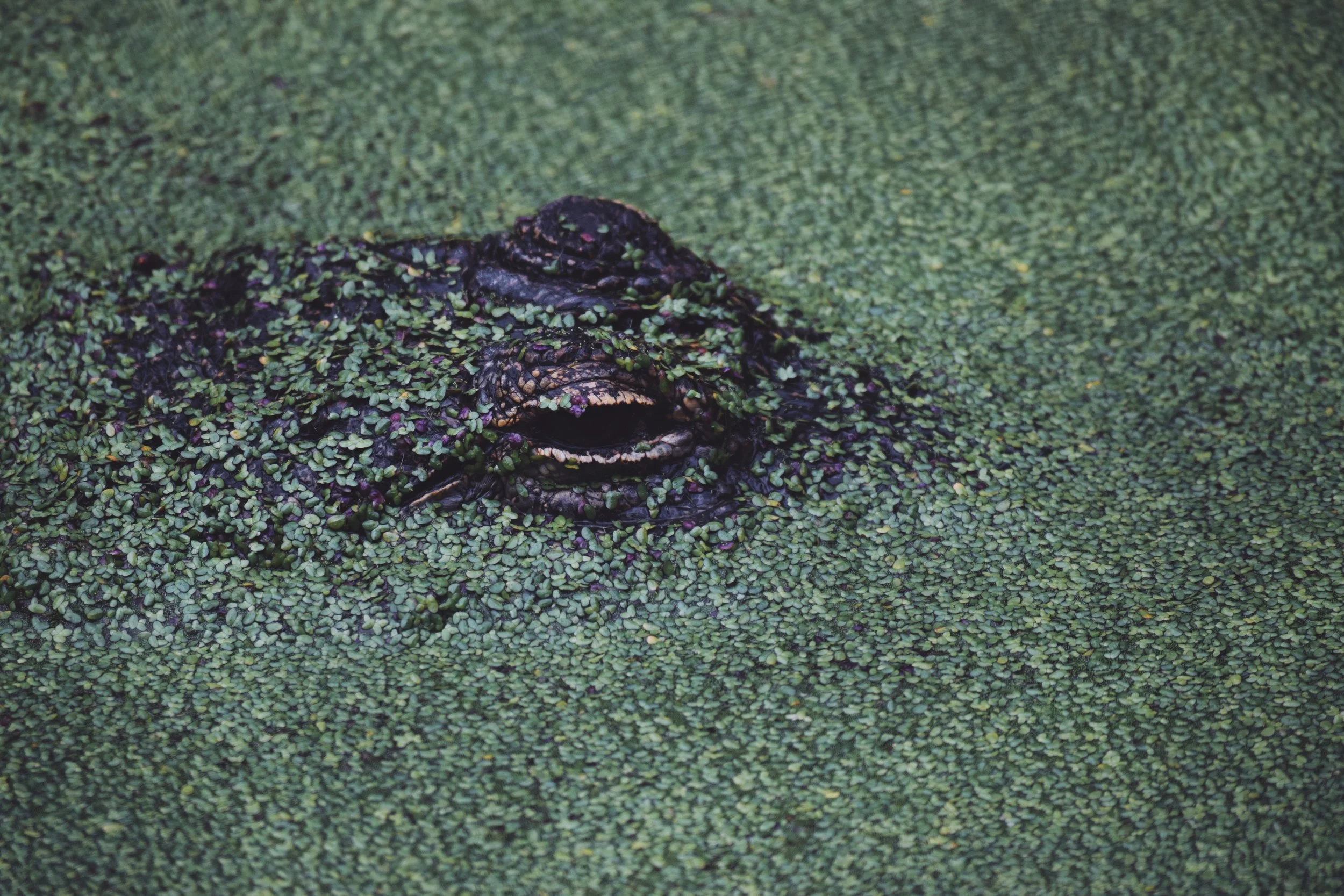 Dec 10 LET'S GO TO THE ZOO! - FL (via JacinthaPayne.com)