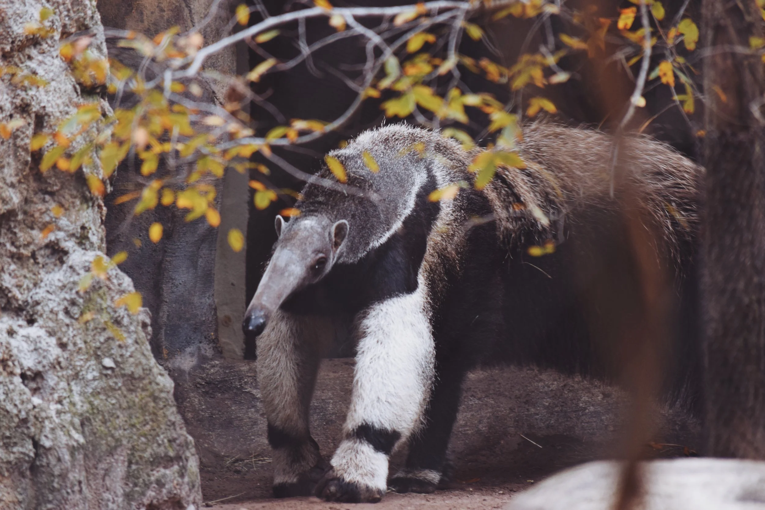 Dec 10 LET'S GO TO THE ZOO! - FL (via JacinthaPayne.com)