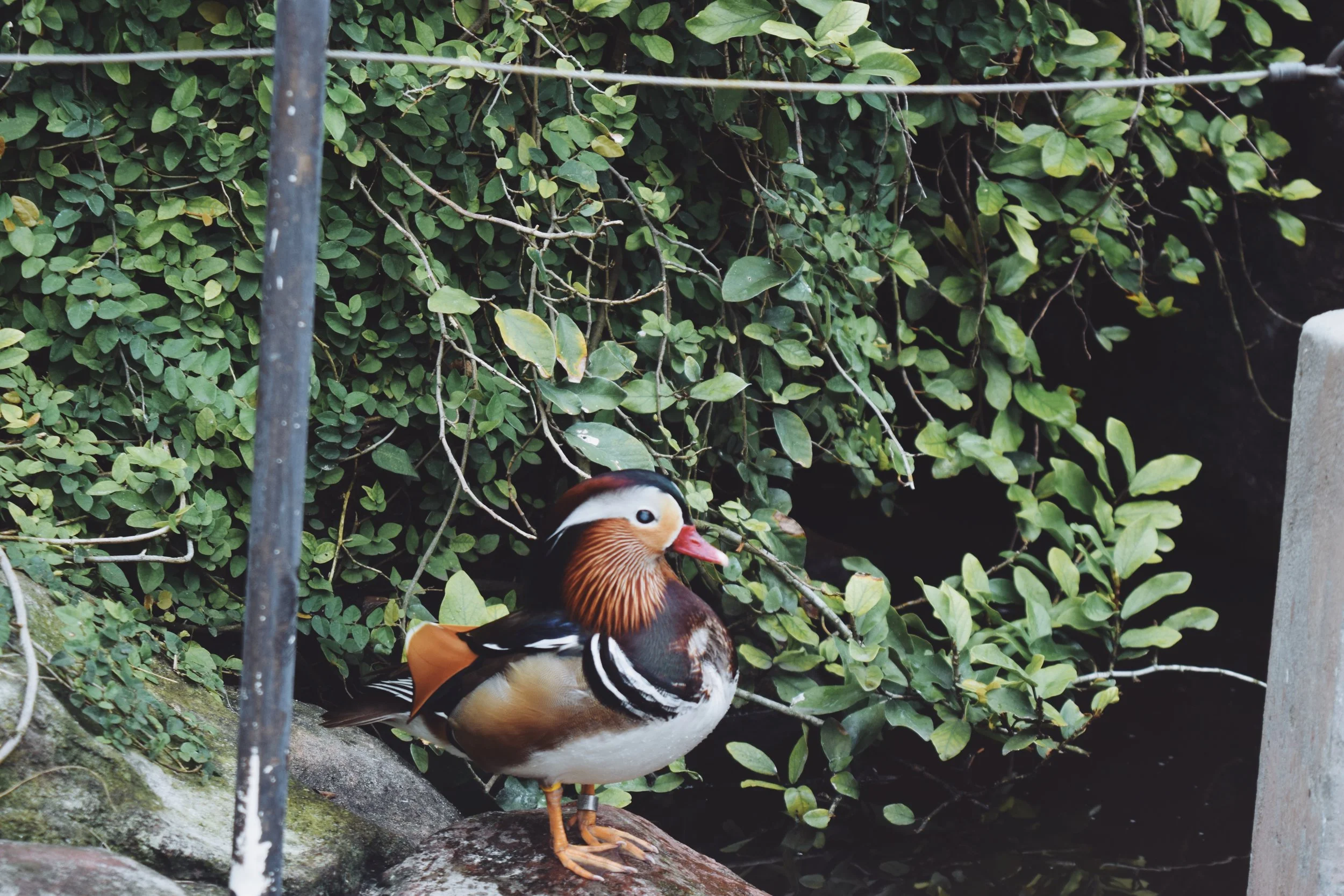 Dec 10 LET'S GO TO THE ZOO! - FL (via JacinthaPayne.com)