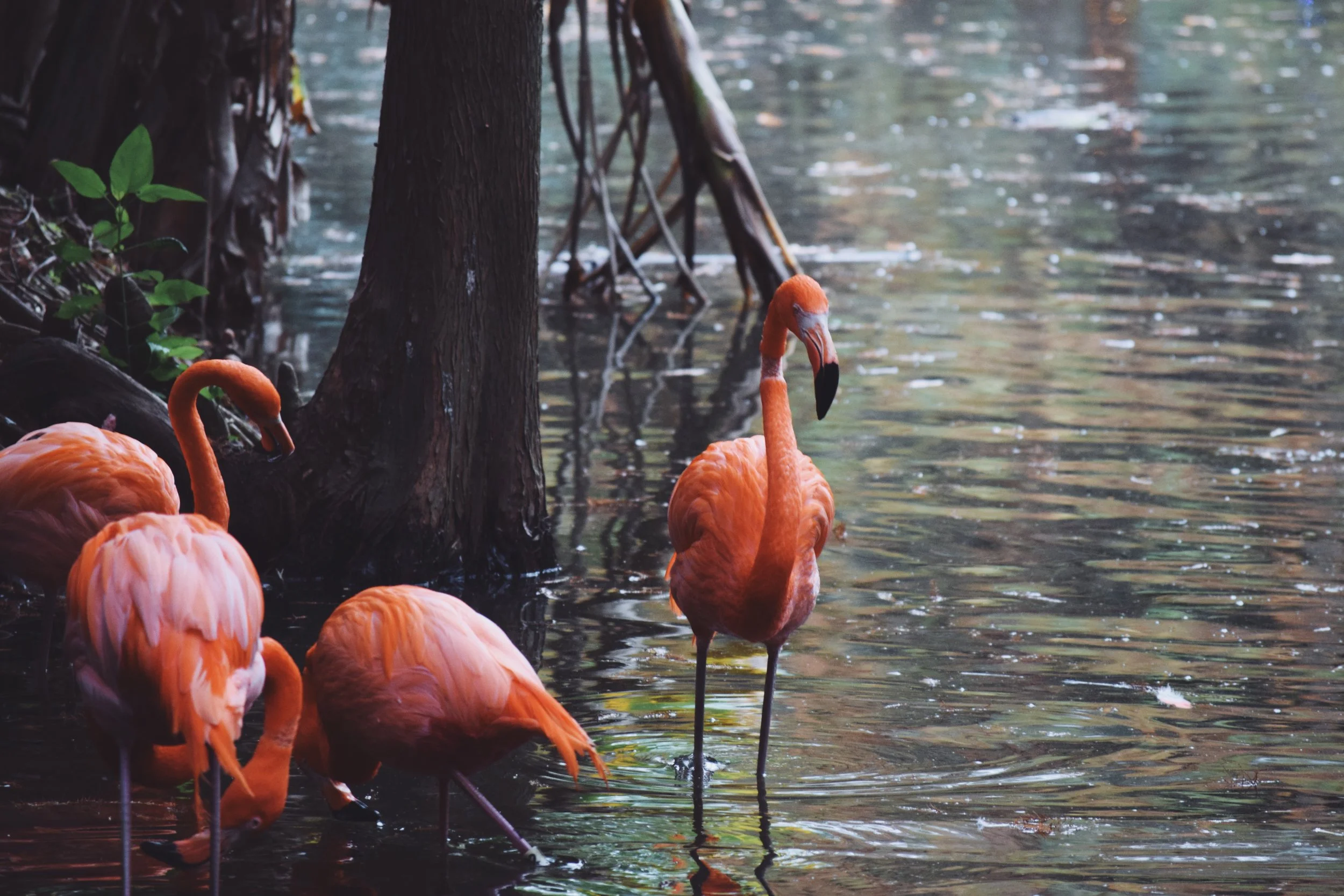 Dec 10 LET'S GO TO THE ZOO! - FL (via JacinthaPayne.com)