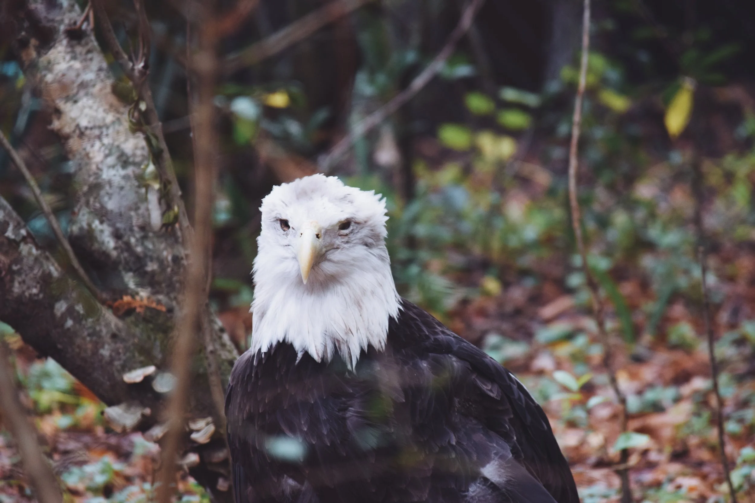 Dec 10 LET'S GO TO THE ZOO! - FL (via JacinthaPayne.com)