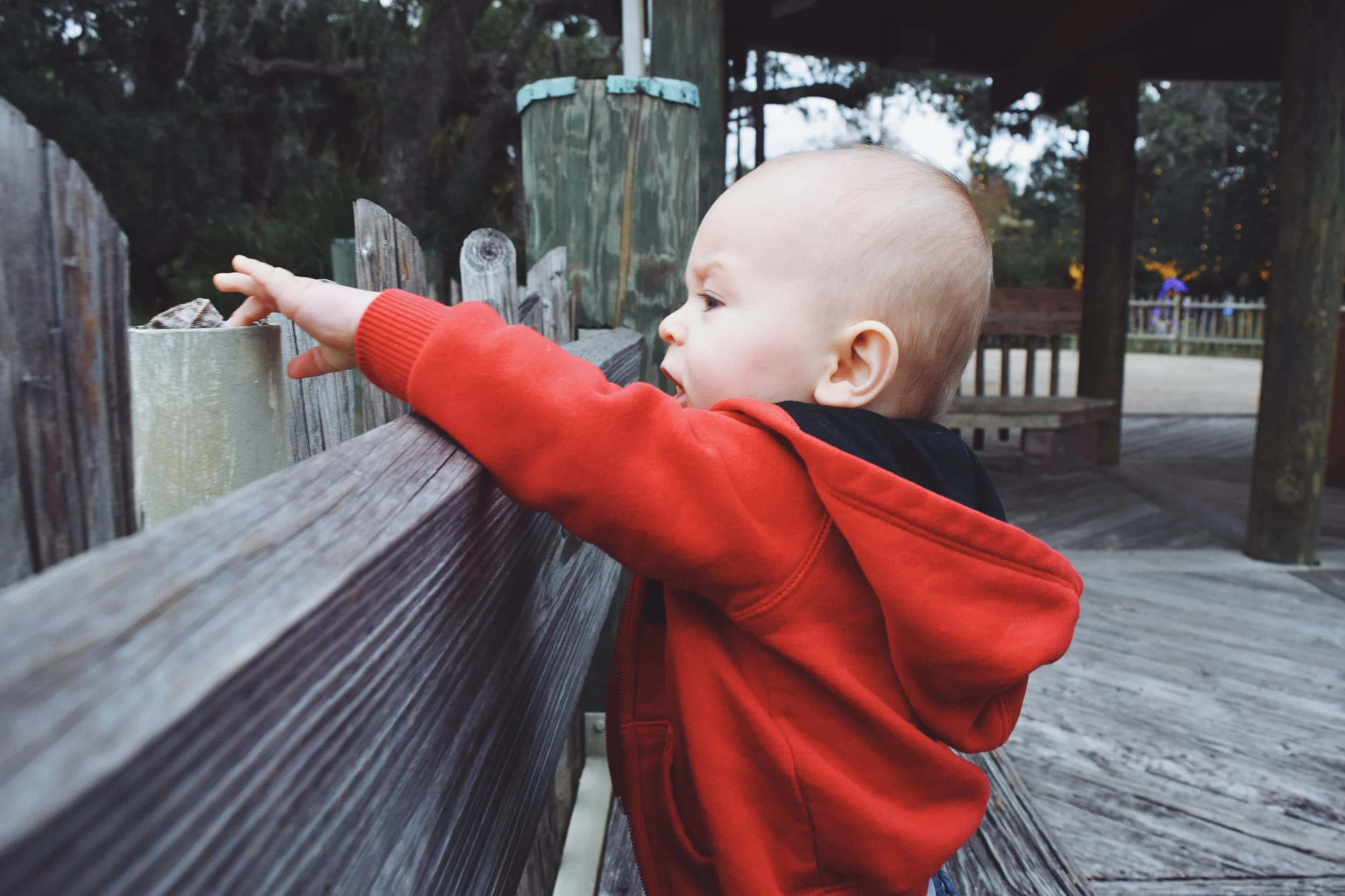Dec 10 LET'S GO TO THE ZOO! - FL (via JacinthaPayne.com)