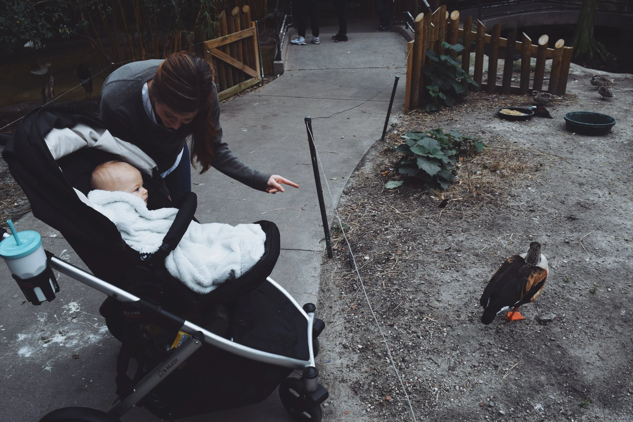 Dec 10 LET'S GO TO THE ZOO! - FL (via JacinthaPayne.com)