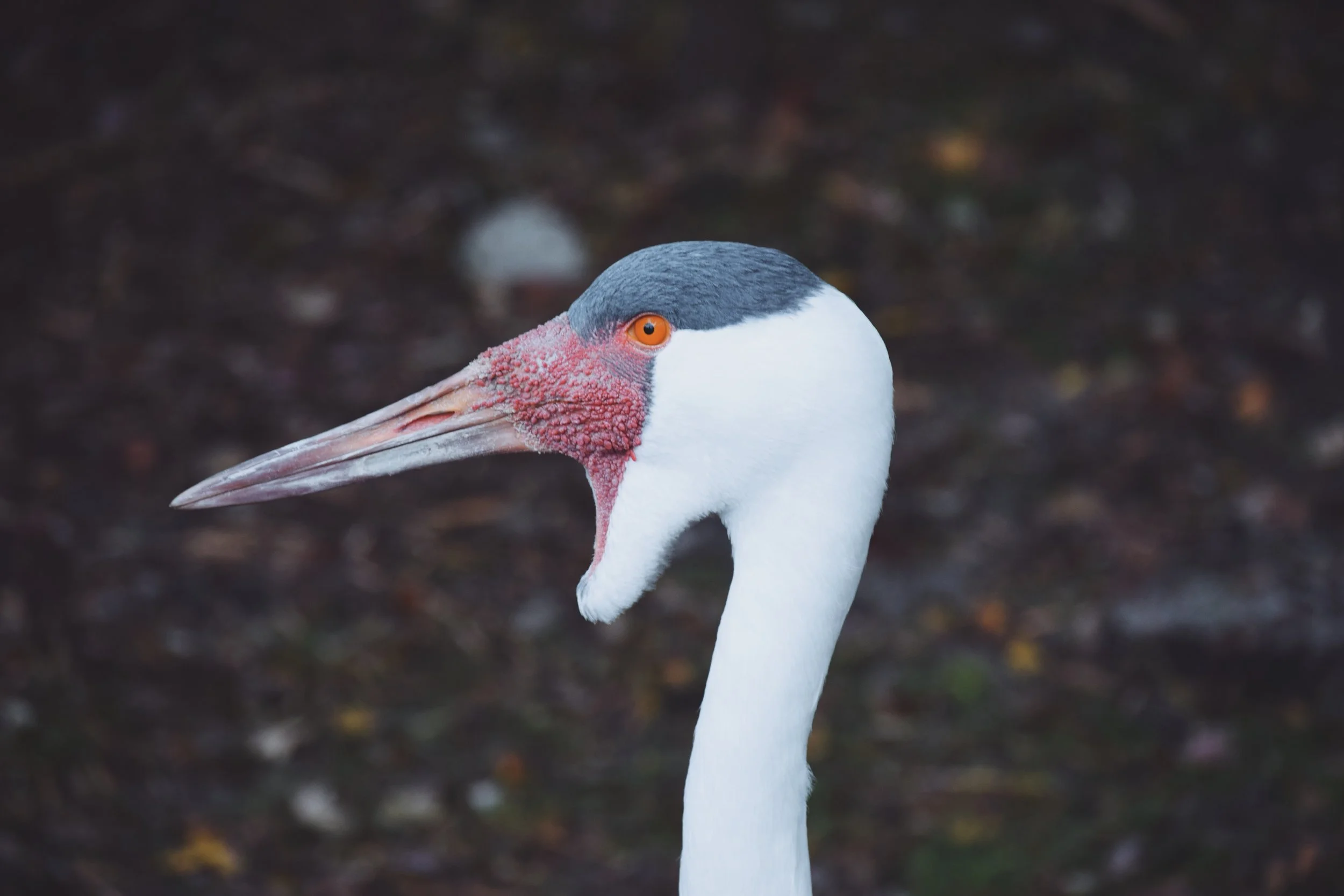 Dec 10 LET'S GO TO THE ZOO! - FL (via JacinthaPayne.com)