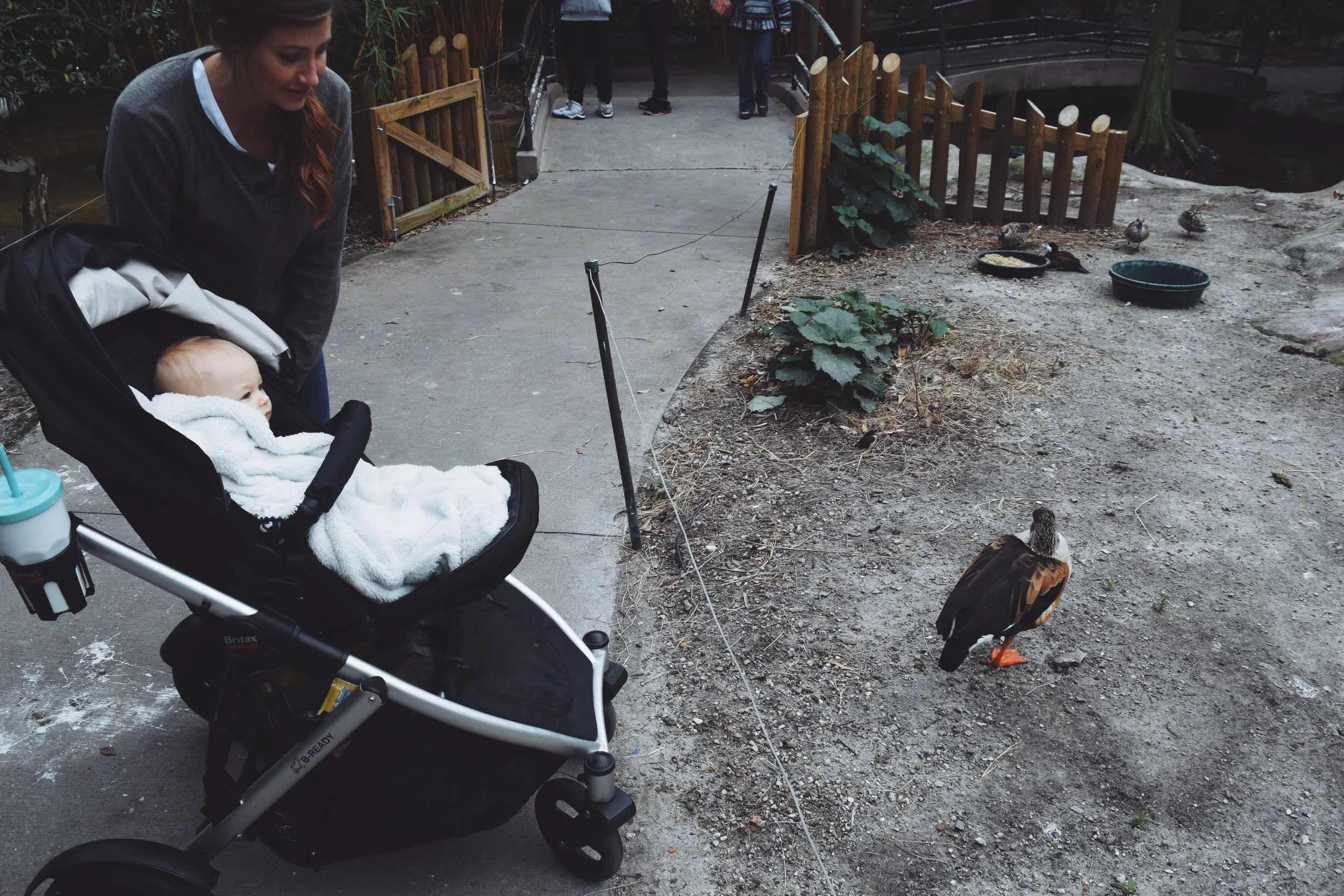 Dec 10 LET'S GO TO THE ZOO! - FL (via JacinthaPayne.com)