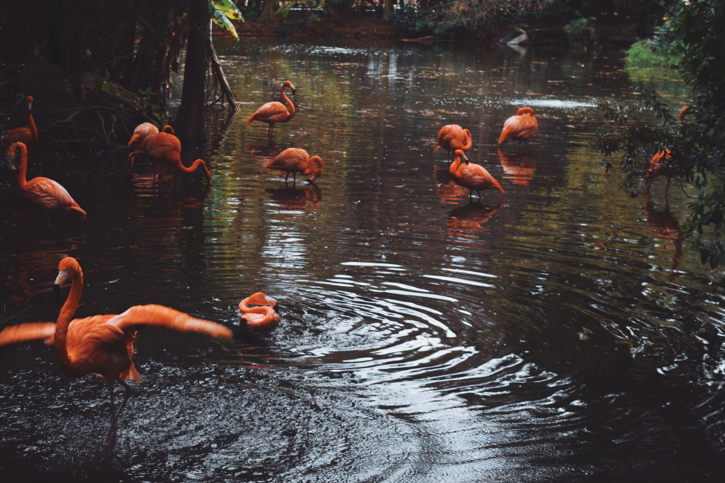 Dec 10 LET'S GO TO THE ZOO! - FL (via JacinthaPayne.com)