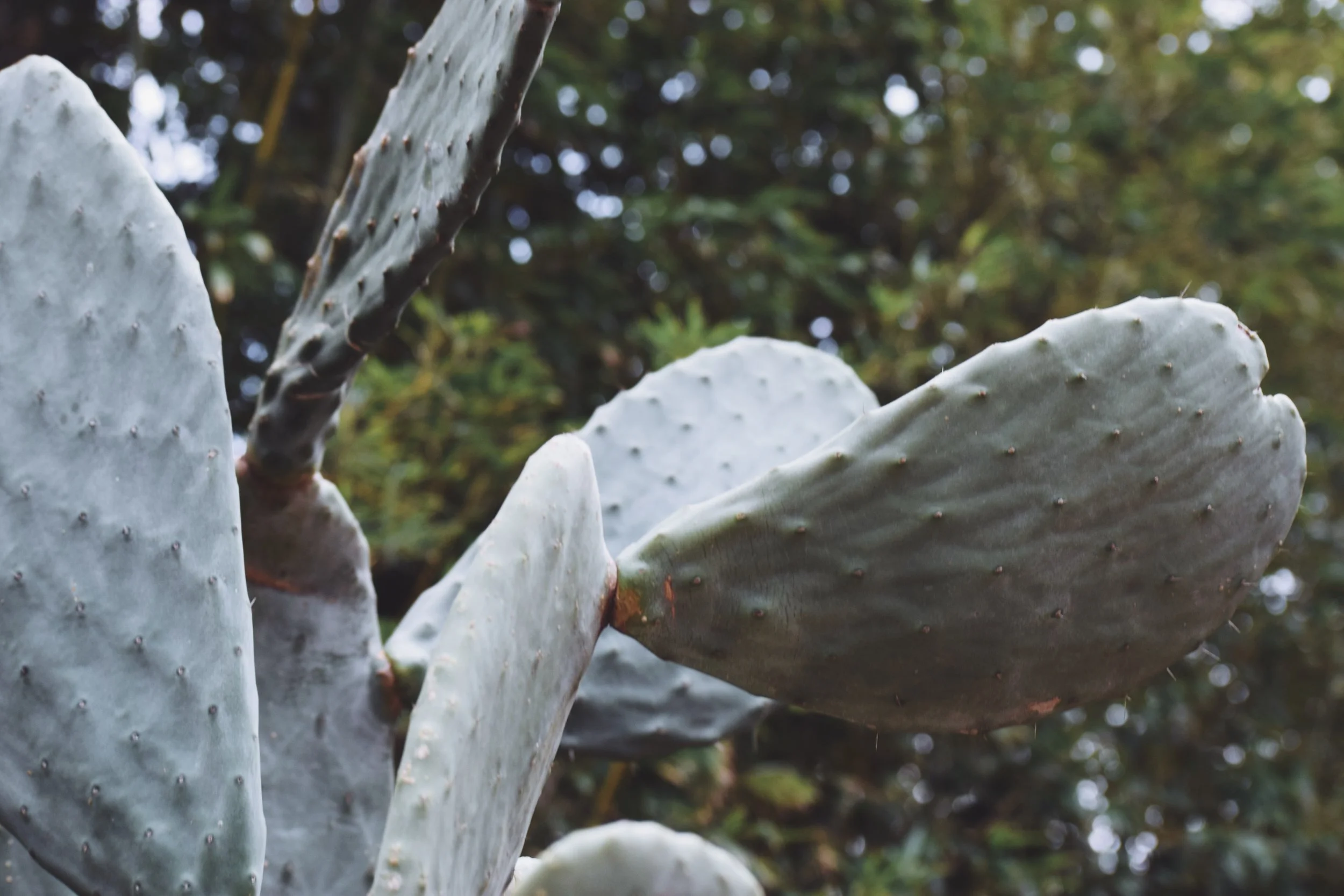 Dec 10 LET'S GO TO THE ZOO! - FL (via JacinthaPayne.com)