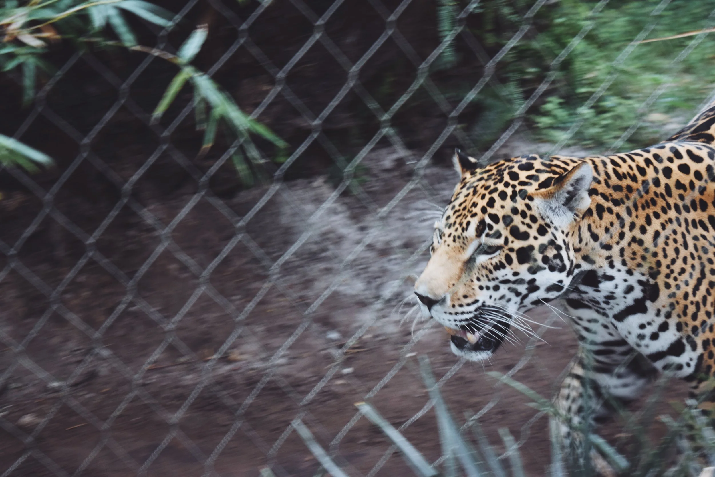 Dec 10 LET'S GO TO THE ZOO! - FL (via JacinthaPayne.com)