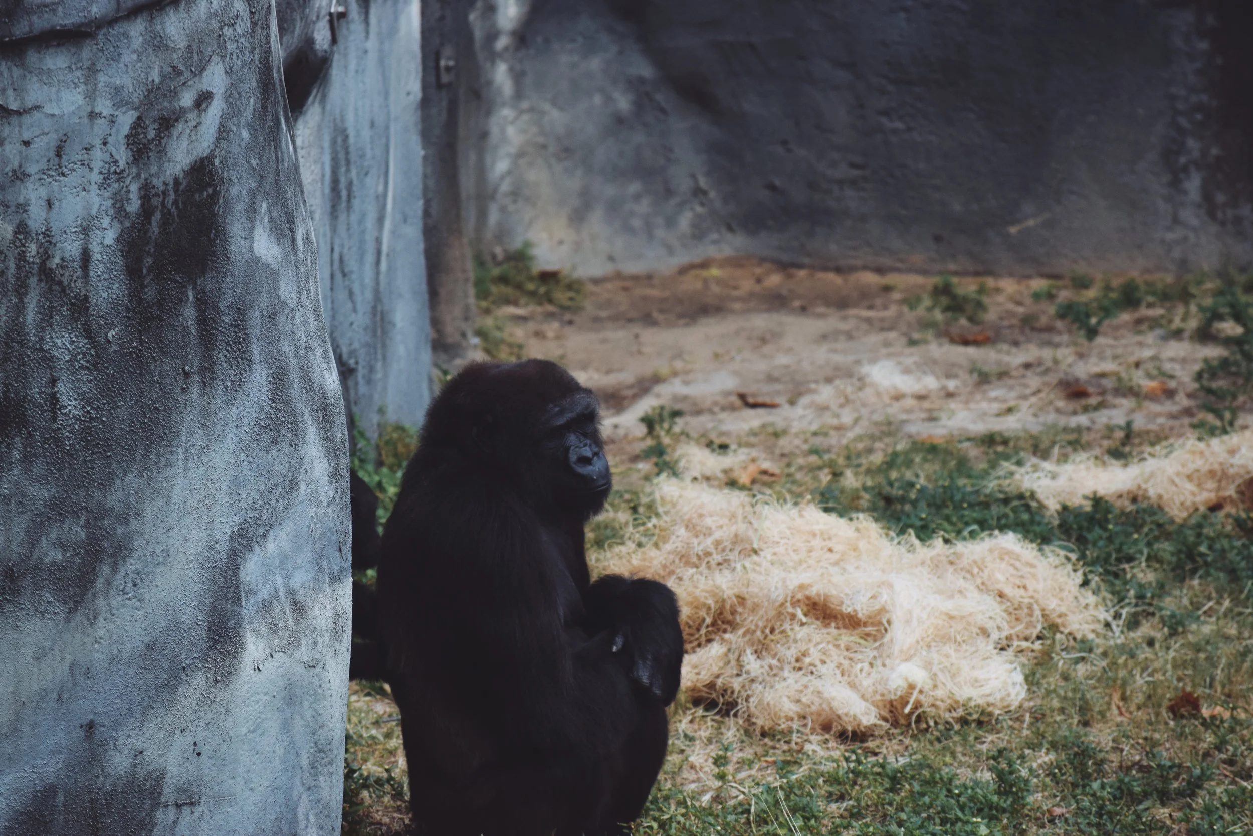 Dec 10 LET'S GO TO THE ZOO! - FL (via JacinthaPayne.com)