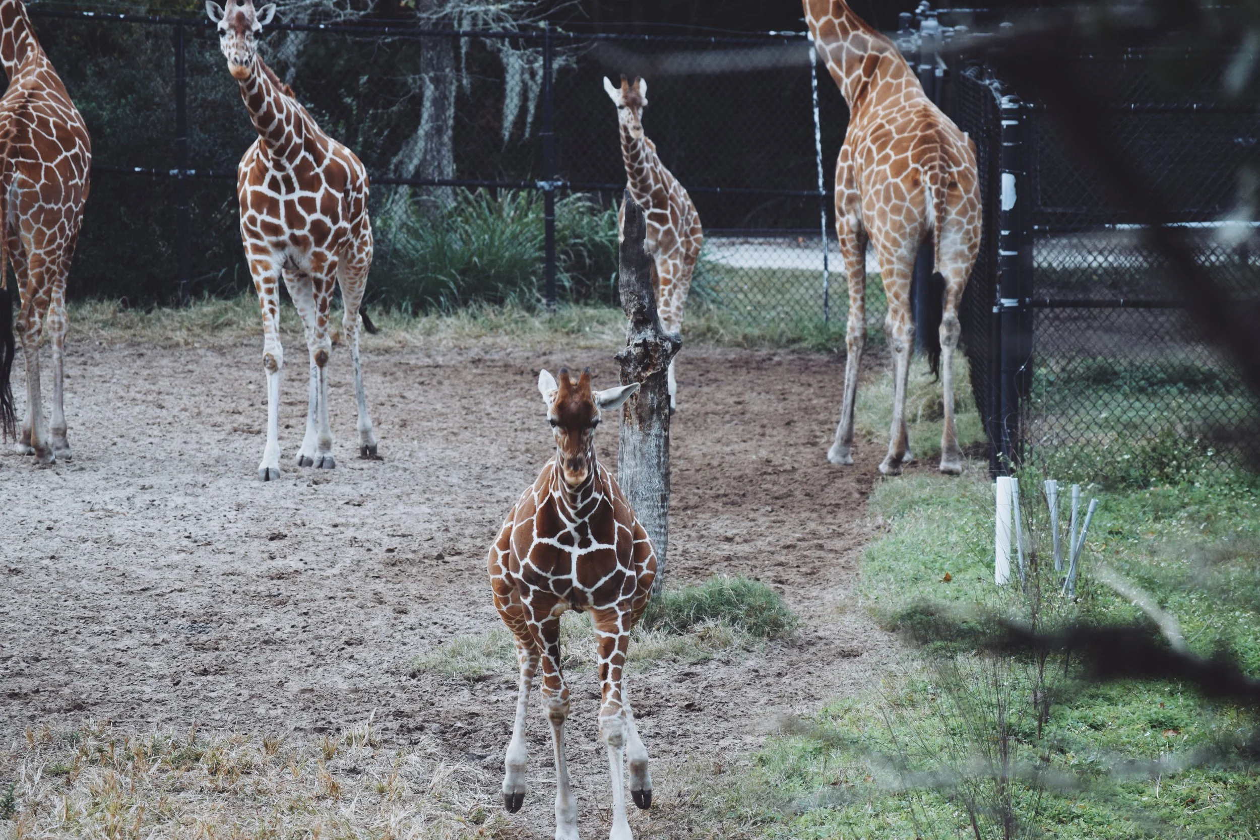 Dec 10 LET'S GO TO THE ZOO! - FL (via JacinthaPayne.com)