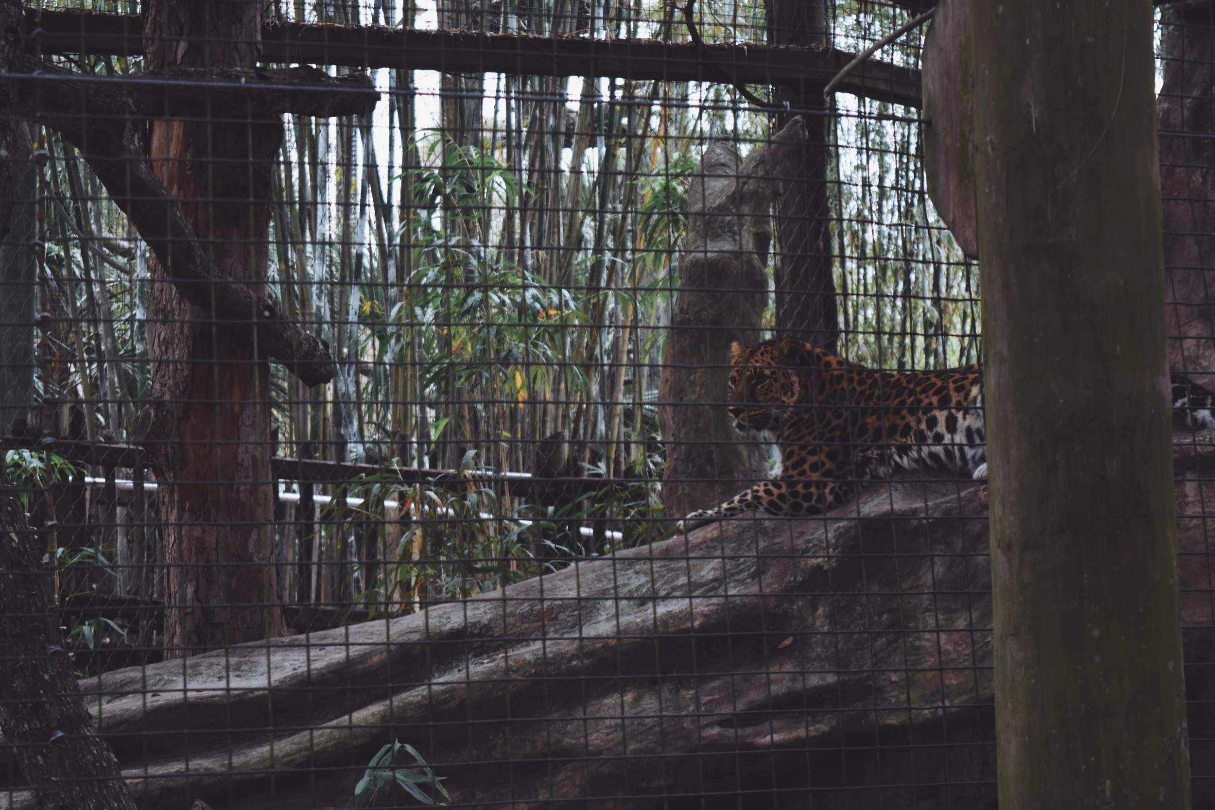 Dec 10 LET'S GO TO THE ZOO! - FL (via JacinthaPayne.com)