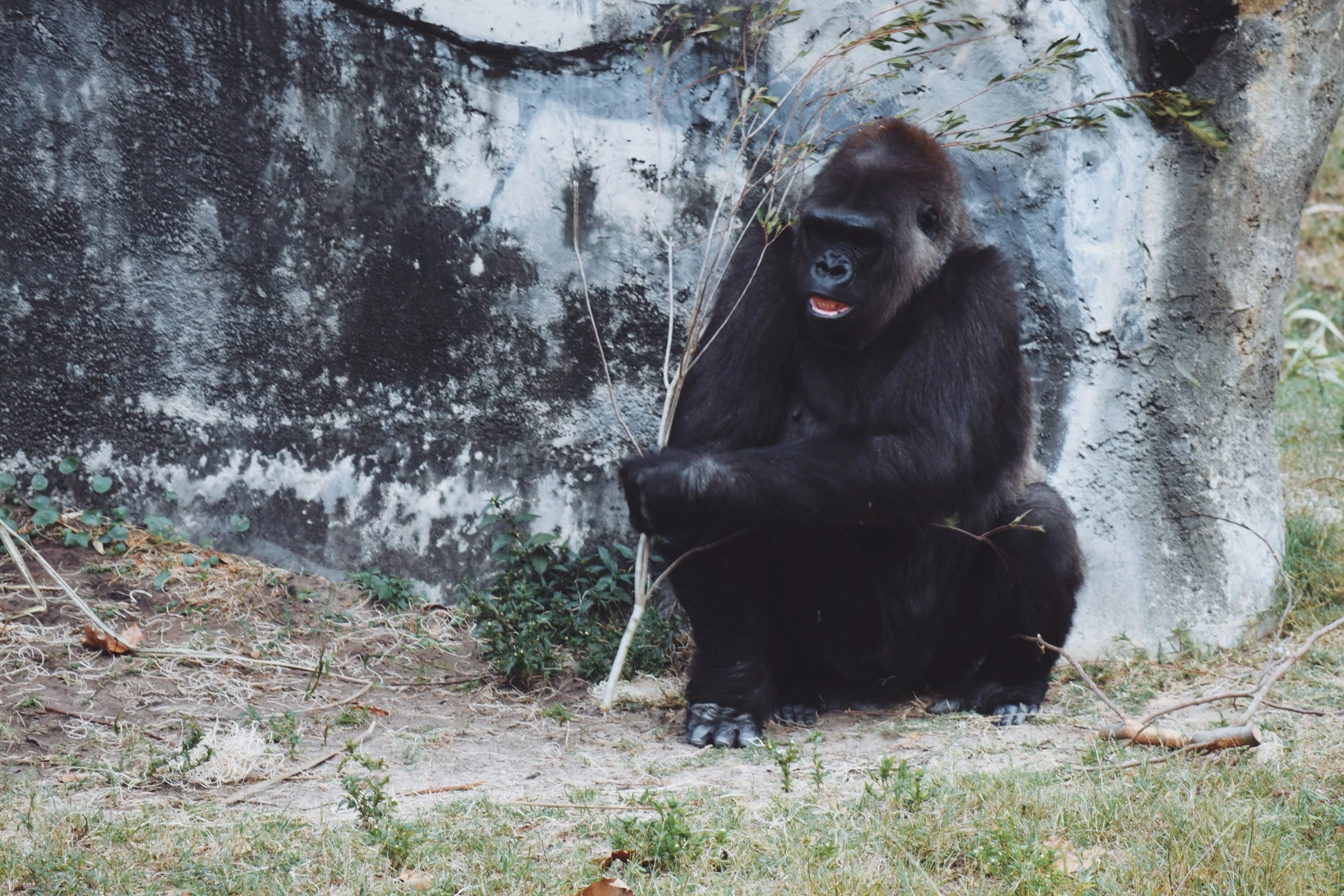 Dec 10 LET'S GO TO THE ZOO! - FL (via JacinthaPayne.com)