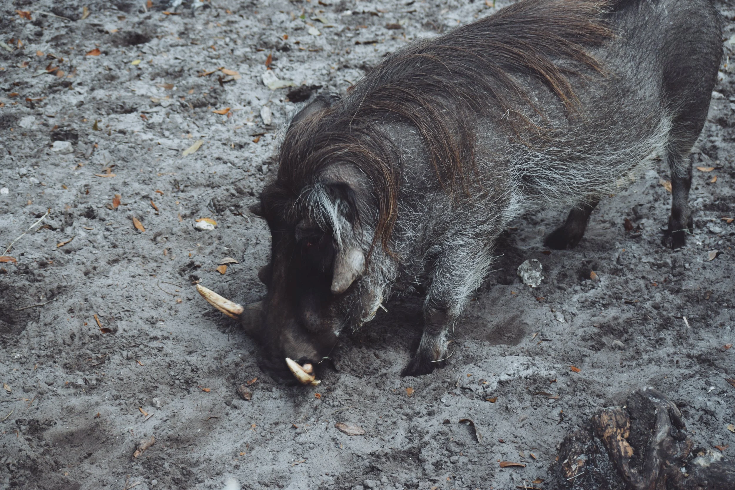 Dec 10 LET'S GO TO THE ZOO! - FL (via JacinthaPayne.com)