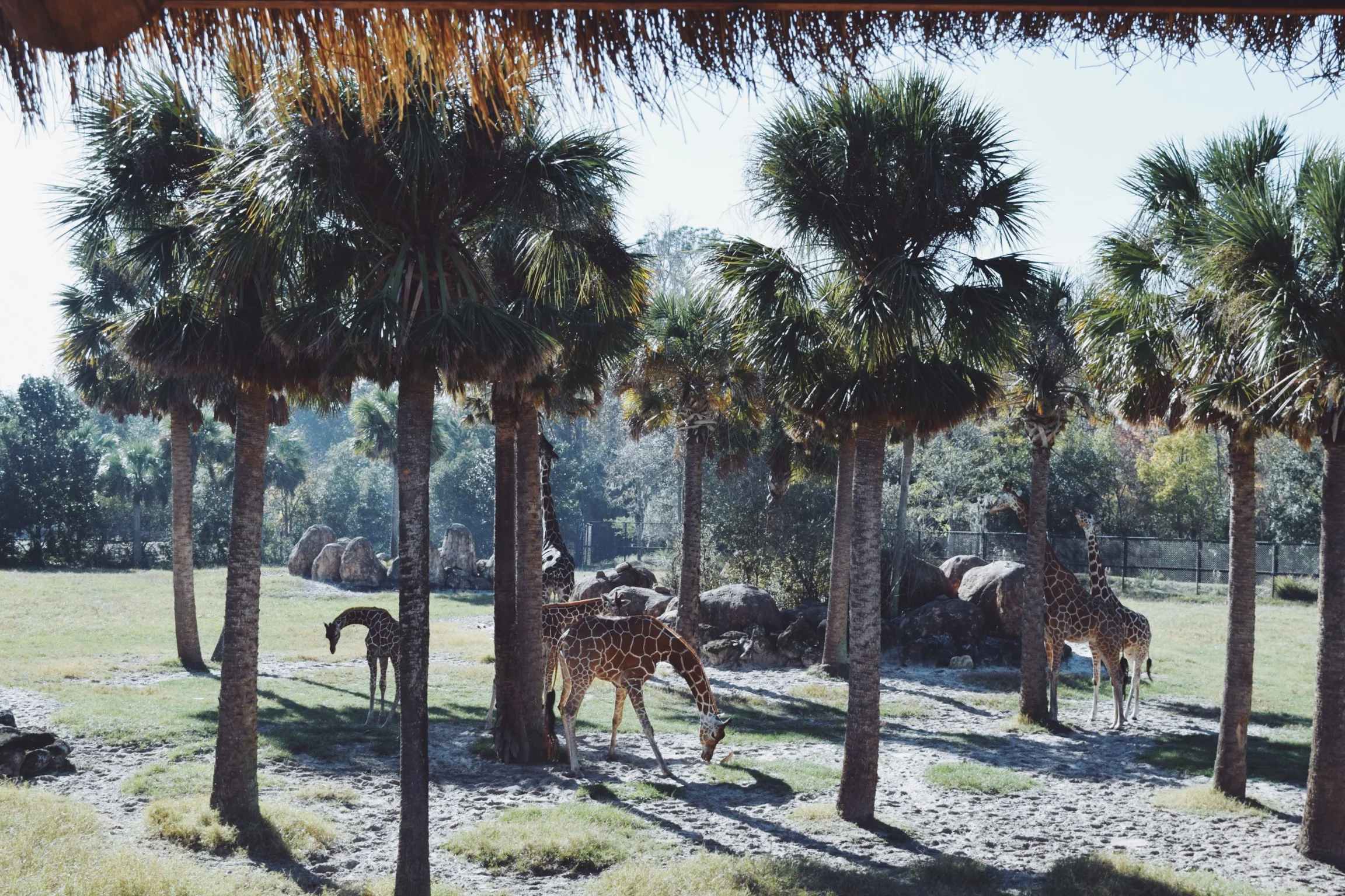 Dec 10 LET'S GO TO THE ZOO! - FL (via JacinthaPayne.com)