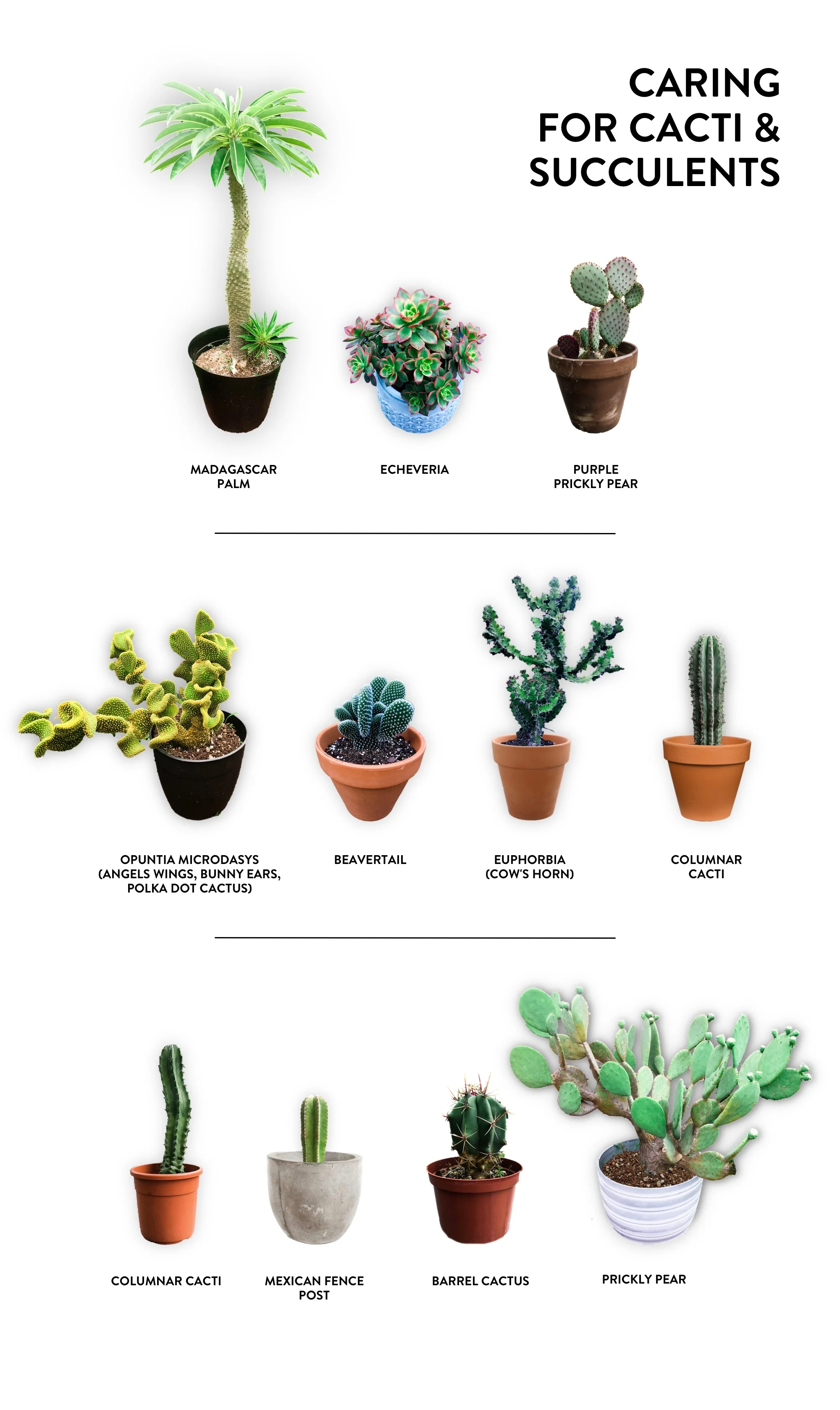 CARING FOR CACTI &amp; SUCCULENTS