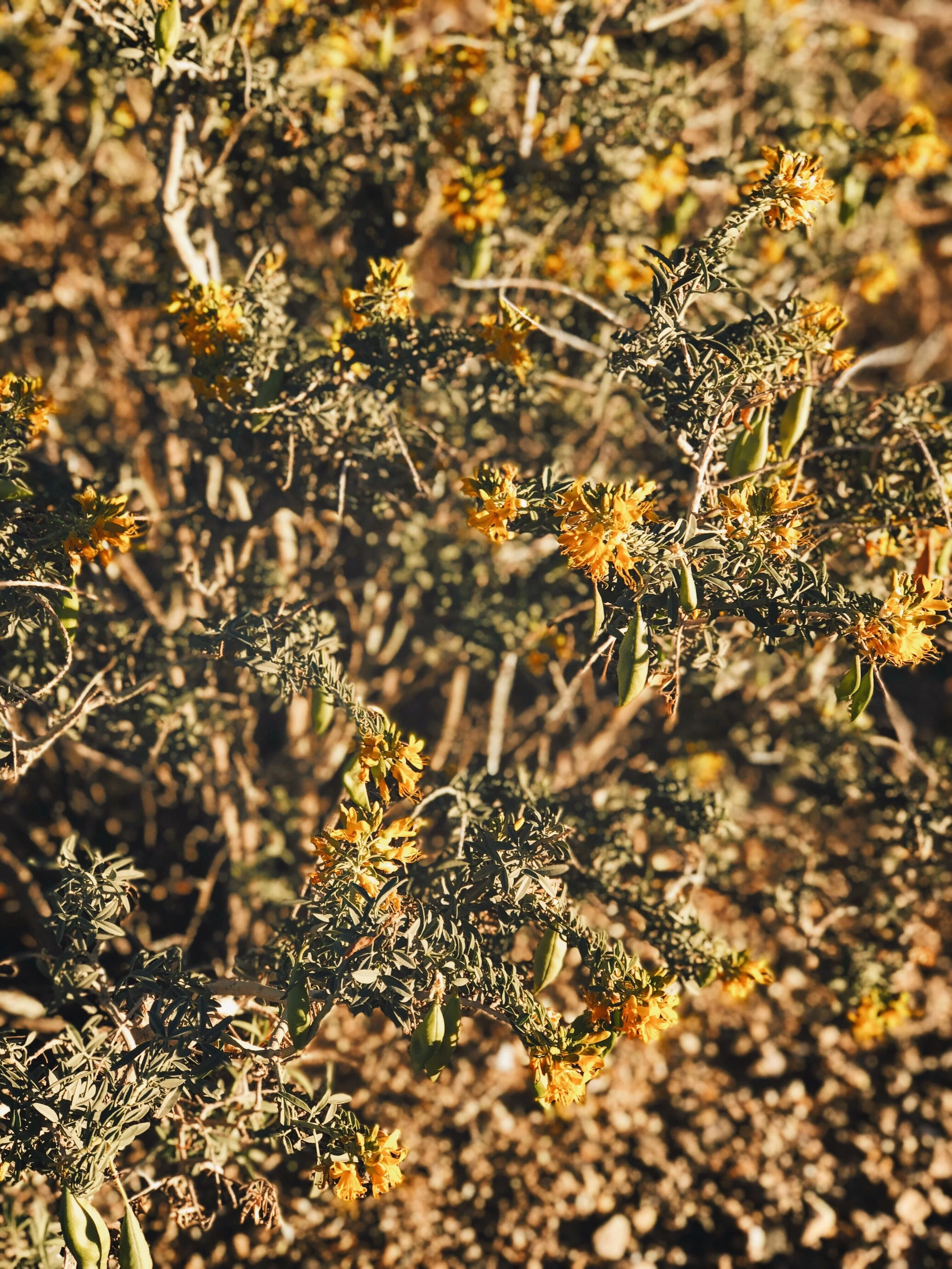 WANDERINGS IN JOSHUA TREE - CA (VIA: JacinthaPayne.com)