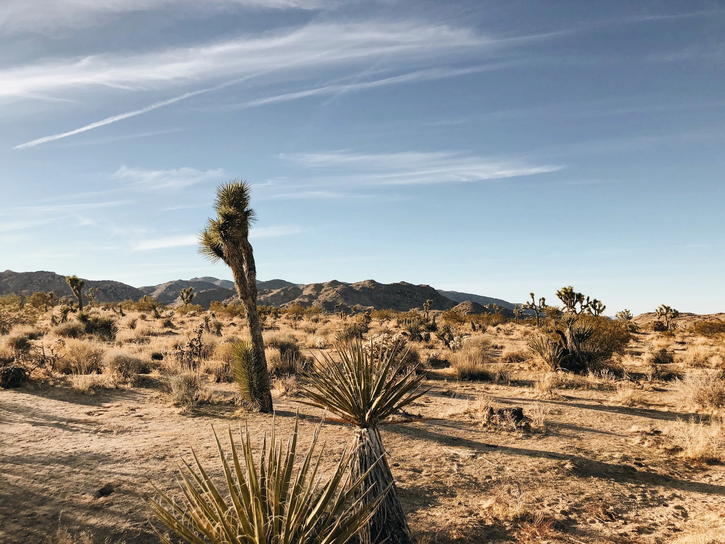 WANDERINGS IN JOSHUA TREE - CA (VIA: JacinthaPayne.com)