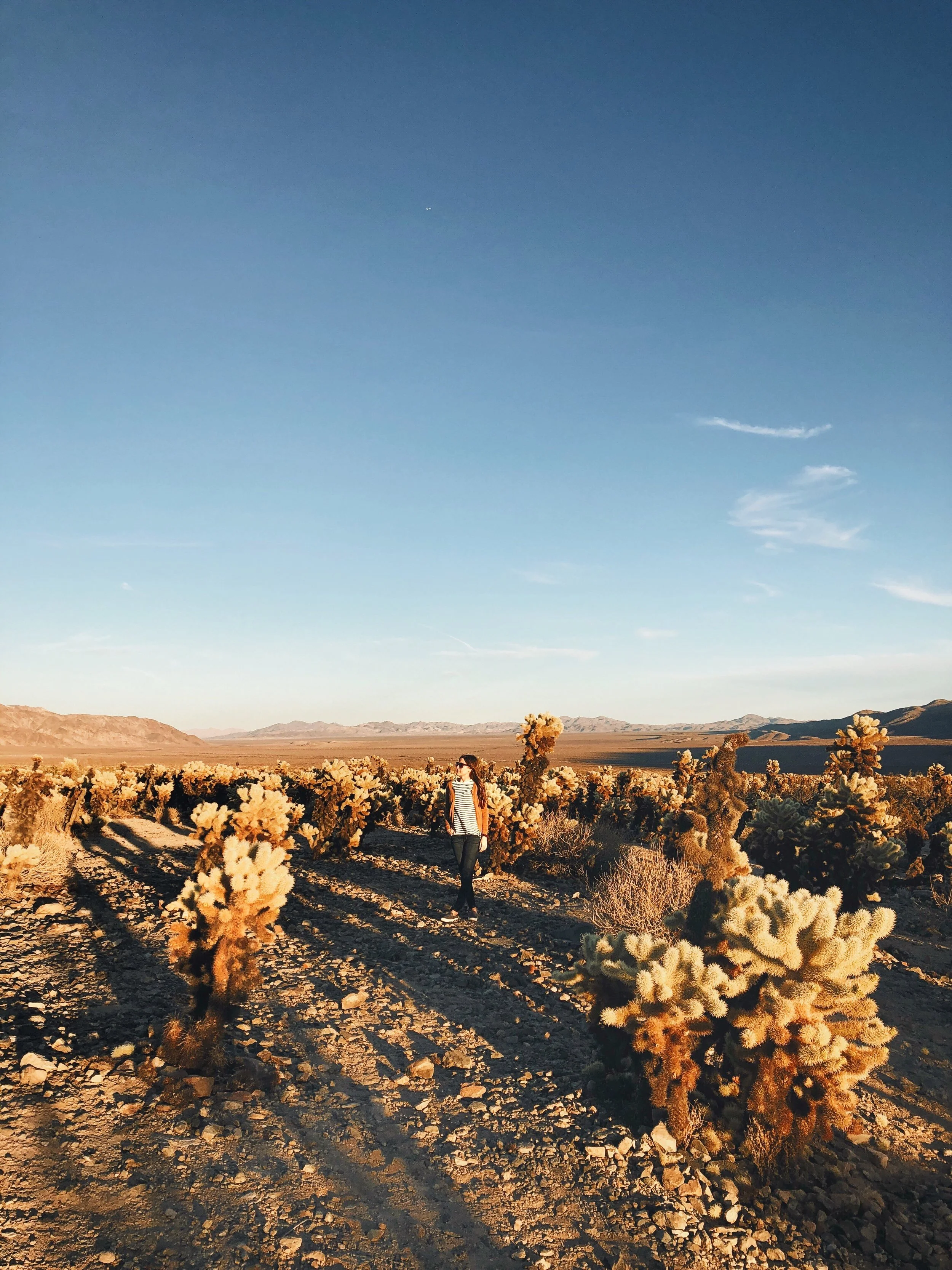 WANDERINGS IN JOSHUA TREE - CA
