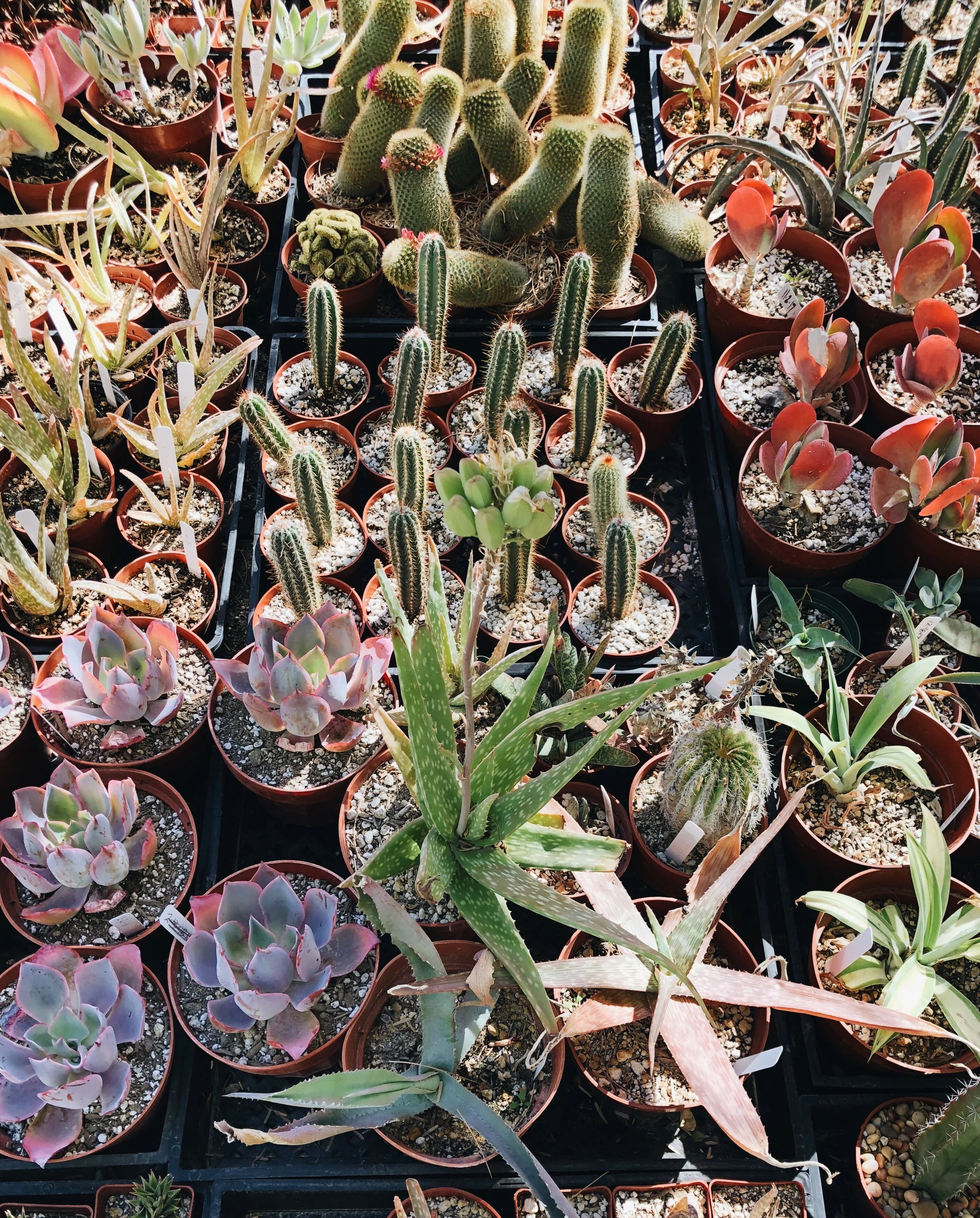 A CHARMING VISIT TO PALM SPRINGS - CA (VIA: JacinthaPayne.com)