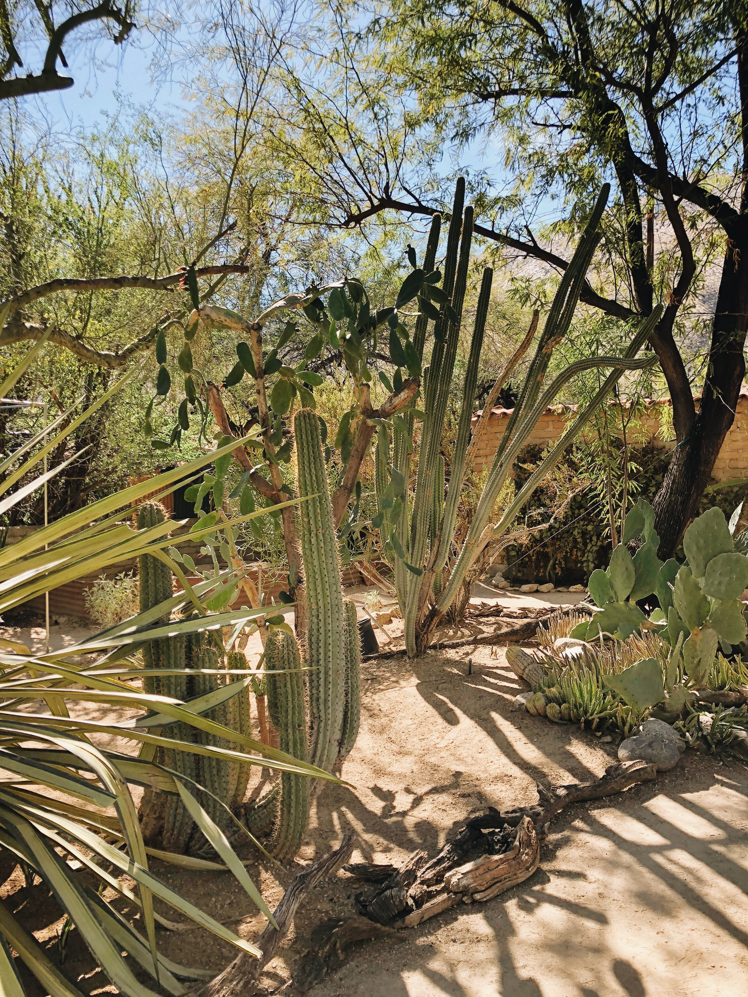 A CHARMING VISIT TO PALM SPRINGS - CA (VIA: JacinthaPayne.com)