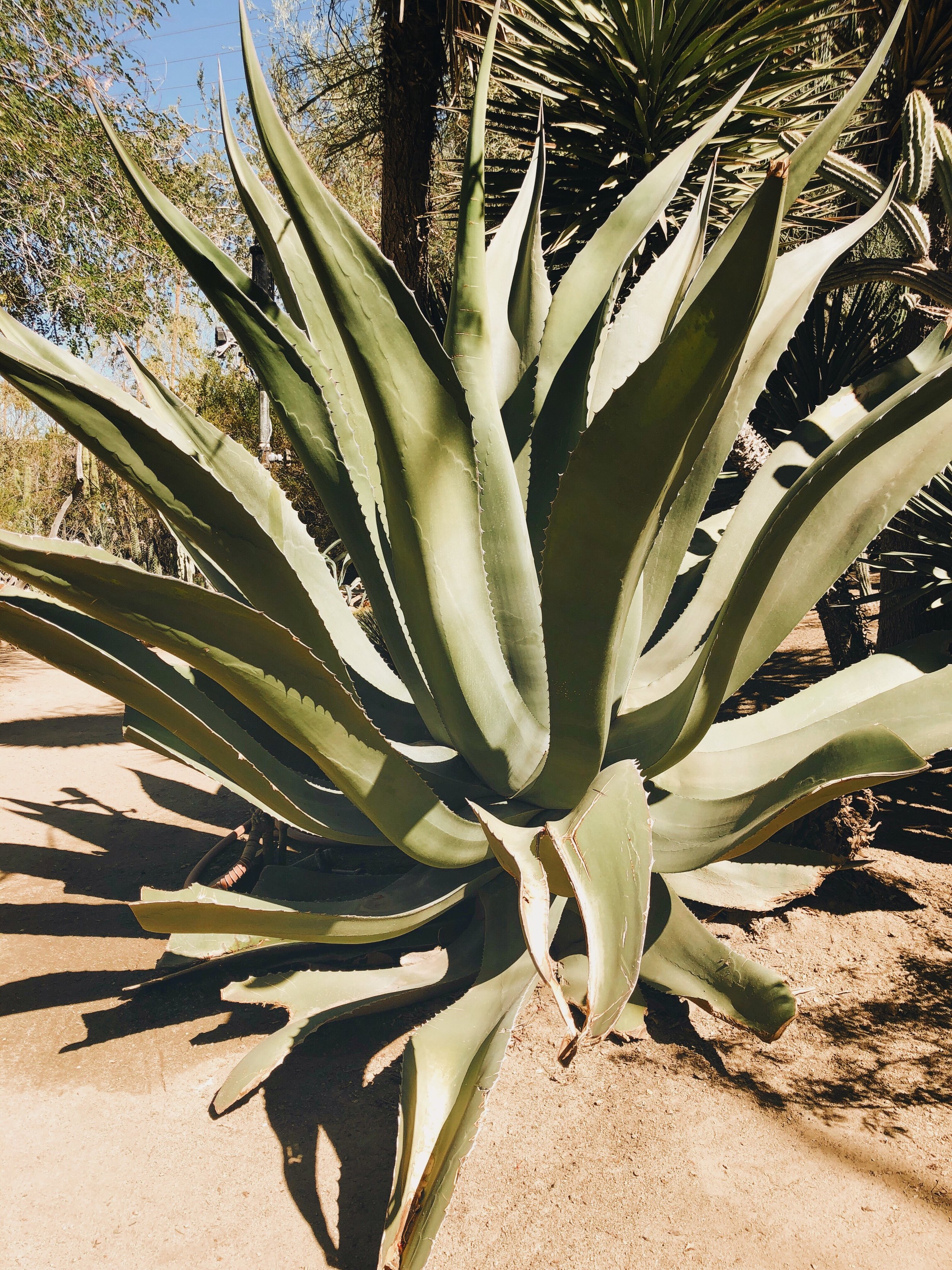 A CHARMING VISIT TO PALM SPRINGS - CA (VIA: JacinthaPayne.com)
