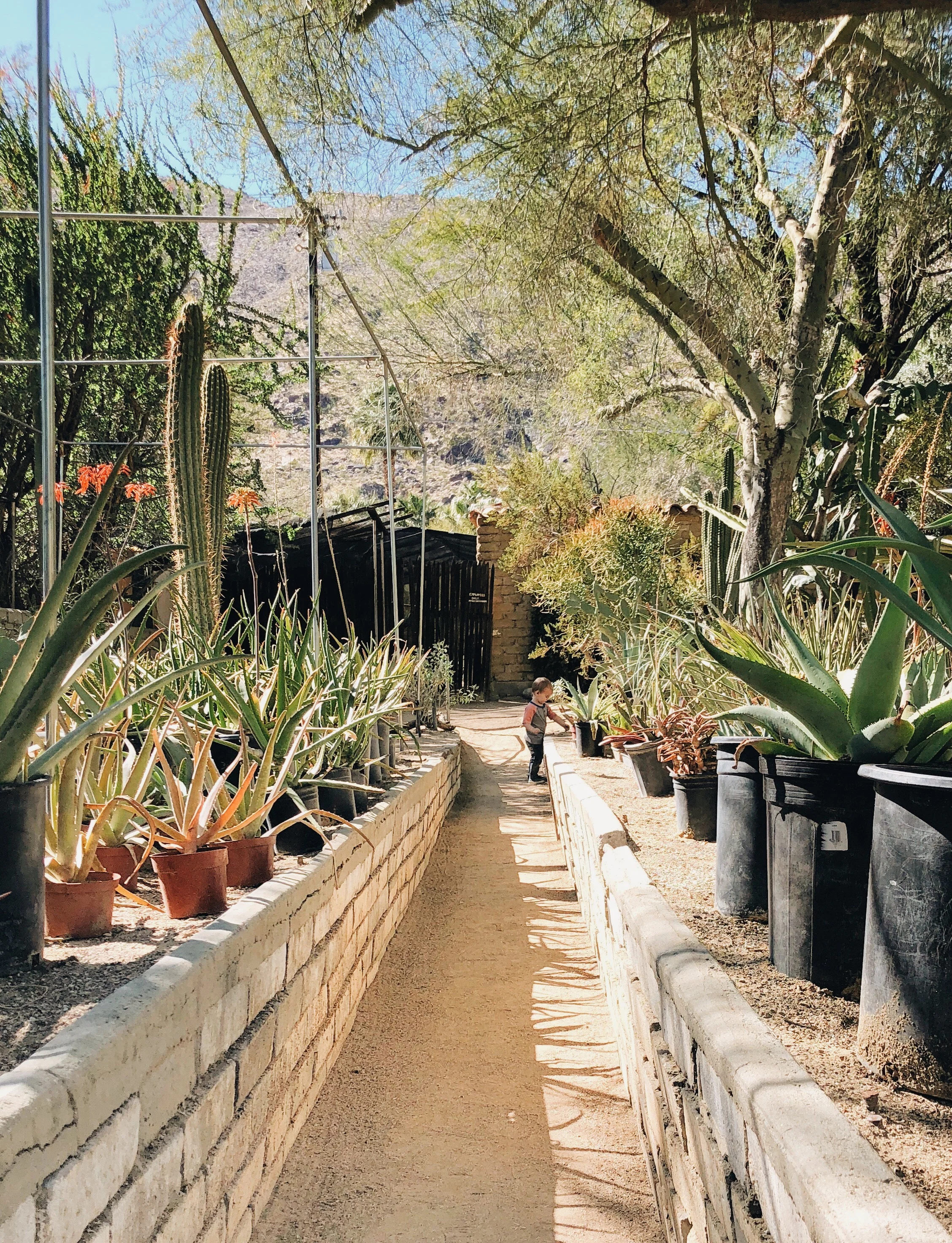 A CHARMING VISIT TO PALM SPRINGS - CA (VIA: JacinthaPayne.com)