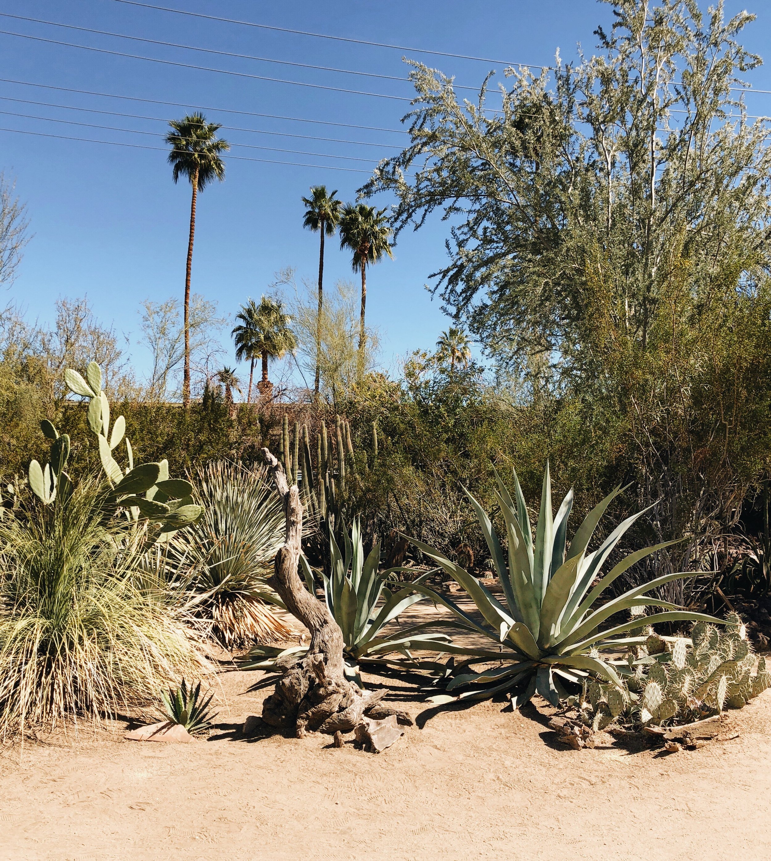 A CHARMING VISIT TO PALM SPRINGS - CA (VIA: JacinthaPayne.com)