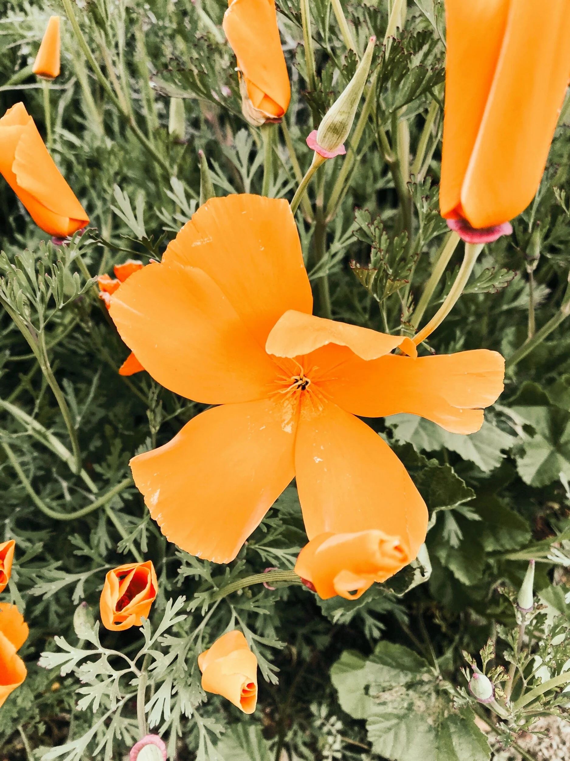 LOOKING FORWARD WITH HOPE