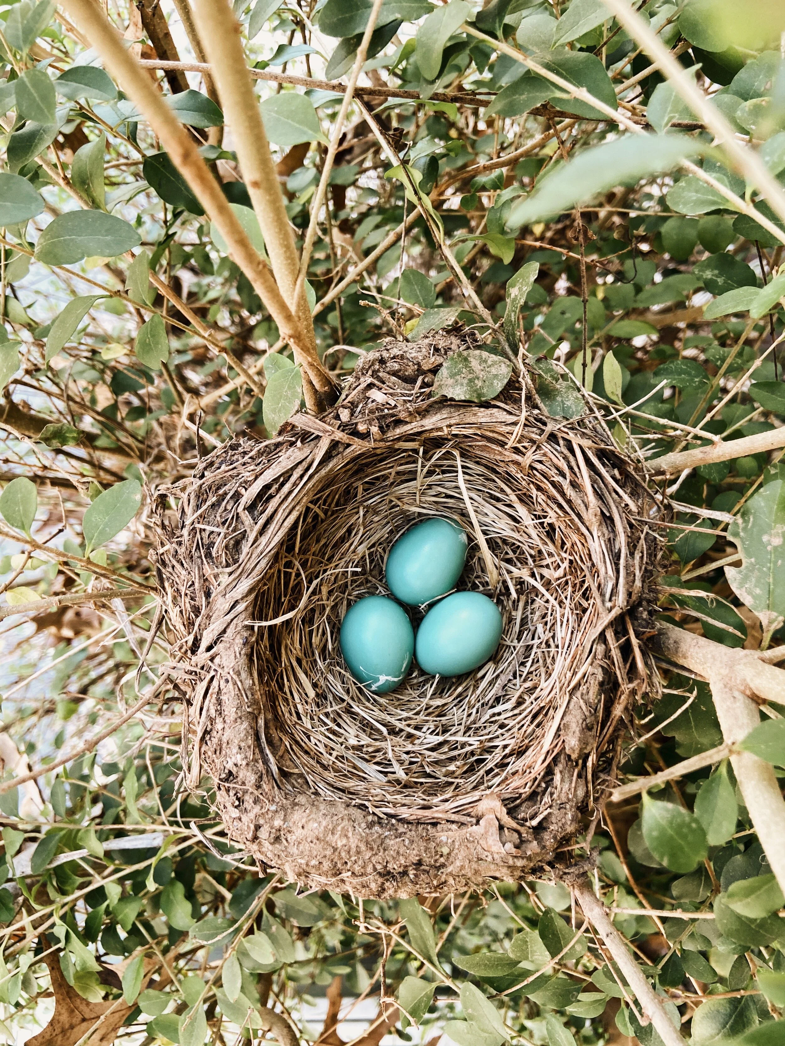 AN EASTER AT HOME  (Via JacinthaPayne.com)