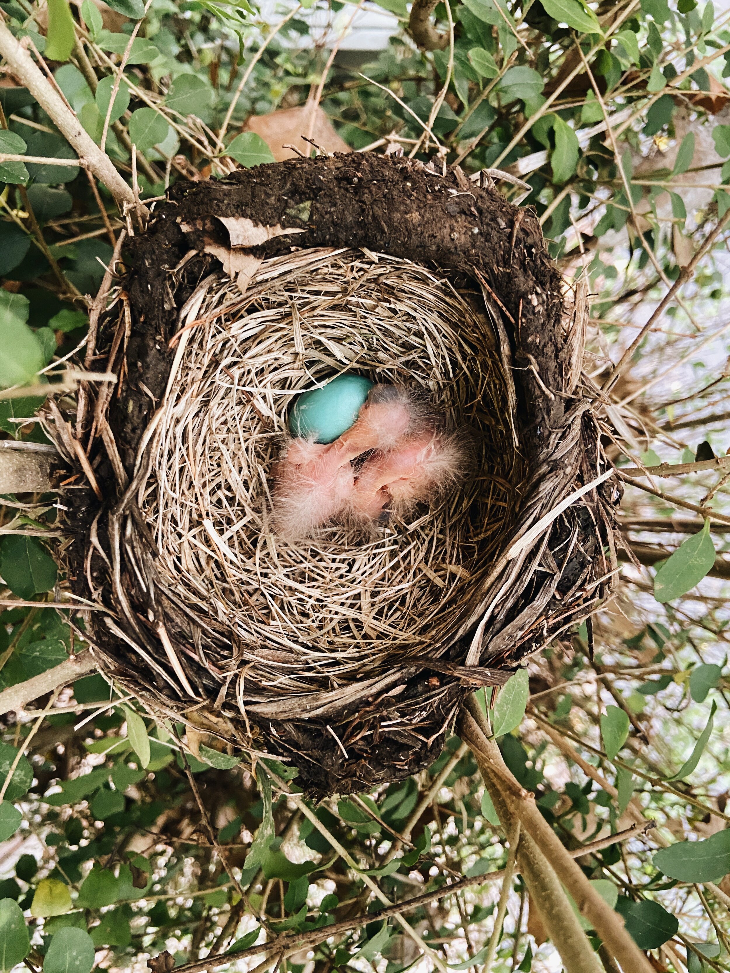 AN EASTER AT HOME  (Via JacinthaPayne.com)