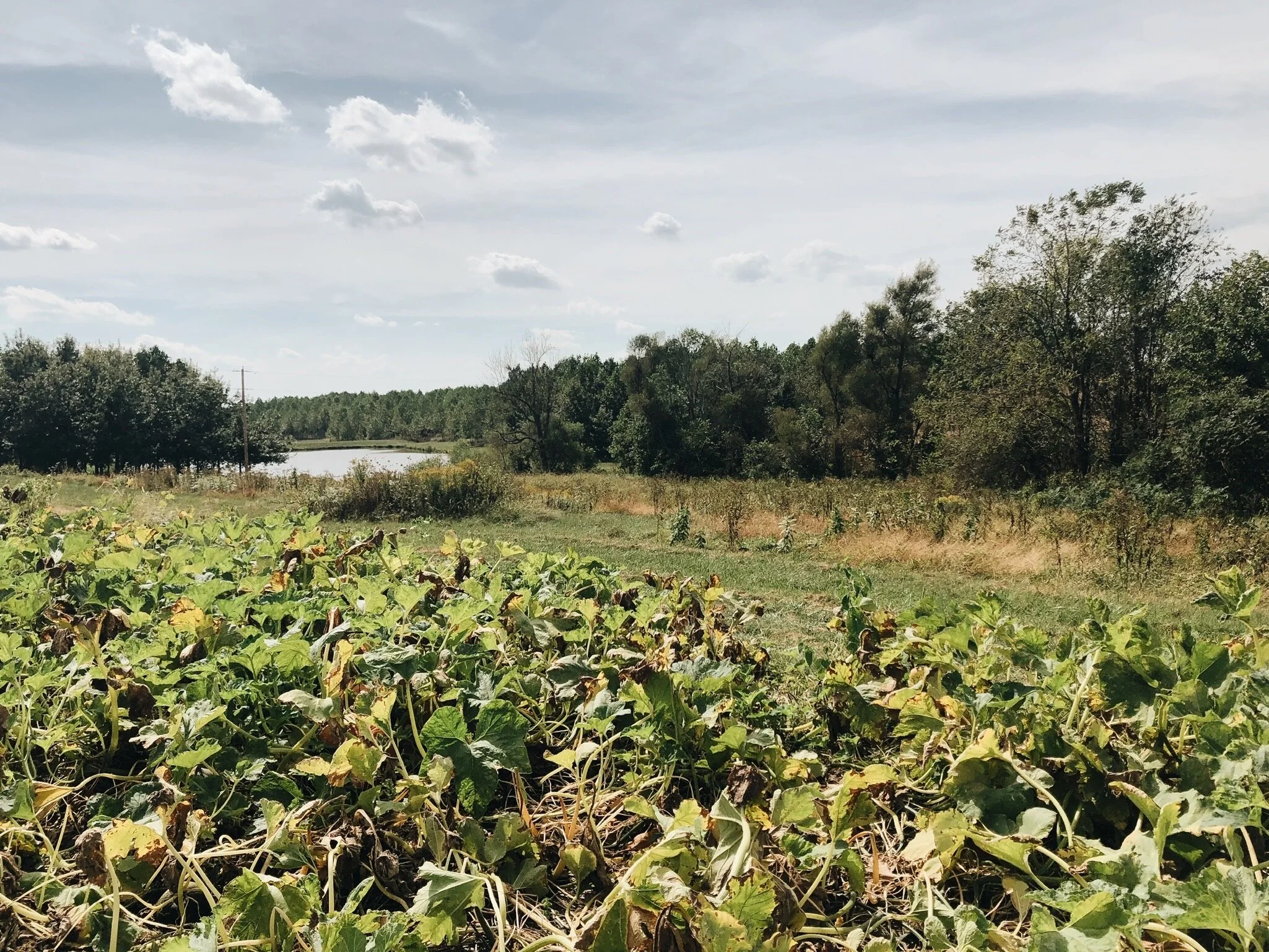 HOLY HALLOWEEN, BATMAN! - 2019 (Via JacinthaPayne.com)