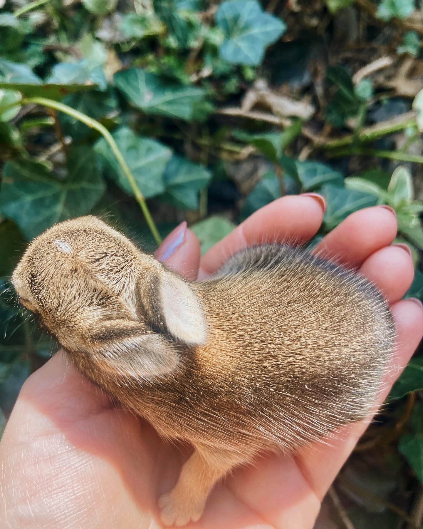 Meet Peter George. 🐰 Every spring we get to welcome new baby bunnies in our backyard. The mother, Flopsy, lives under our back porch and hangs around in our yard while we play. We love our little backyard bunnies and hope they always feel safe with 