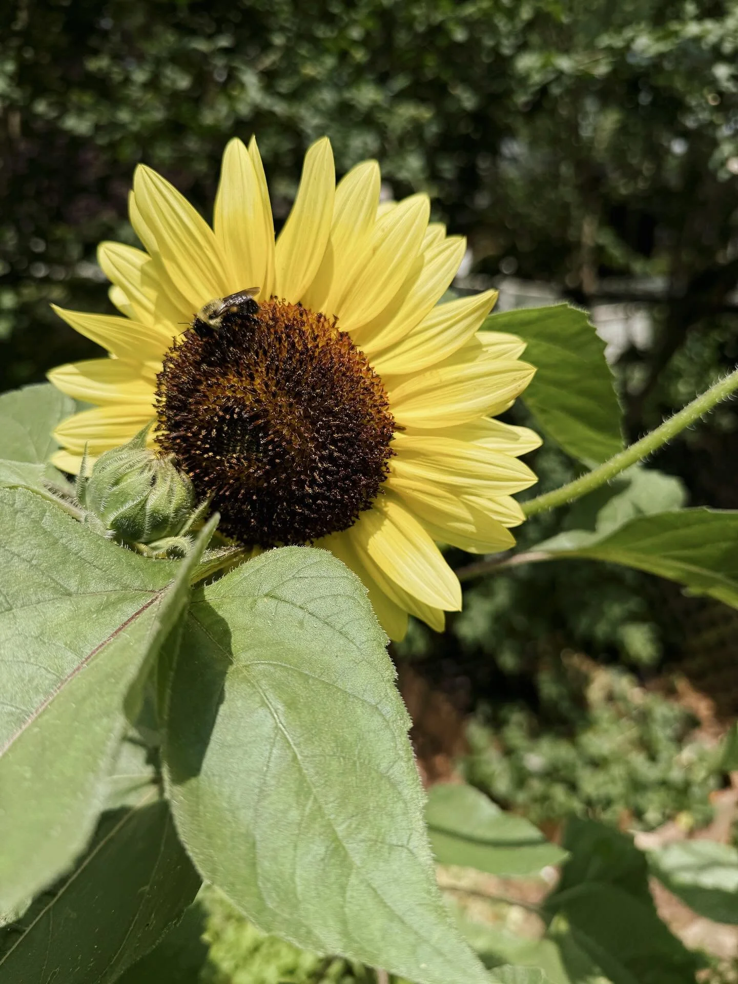 Even on the darkest of days, don&rsquo;t forget to look for the sun. 🌻🐝