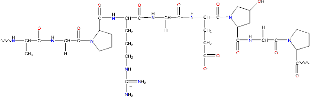 Representative gelatin structure; Ala-Gly-Pro-Arg-Gly-Glu-4Hyp-Gly-Pro