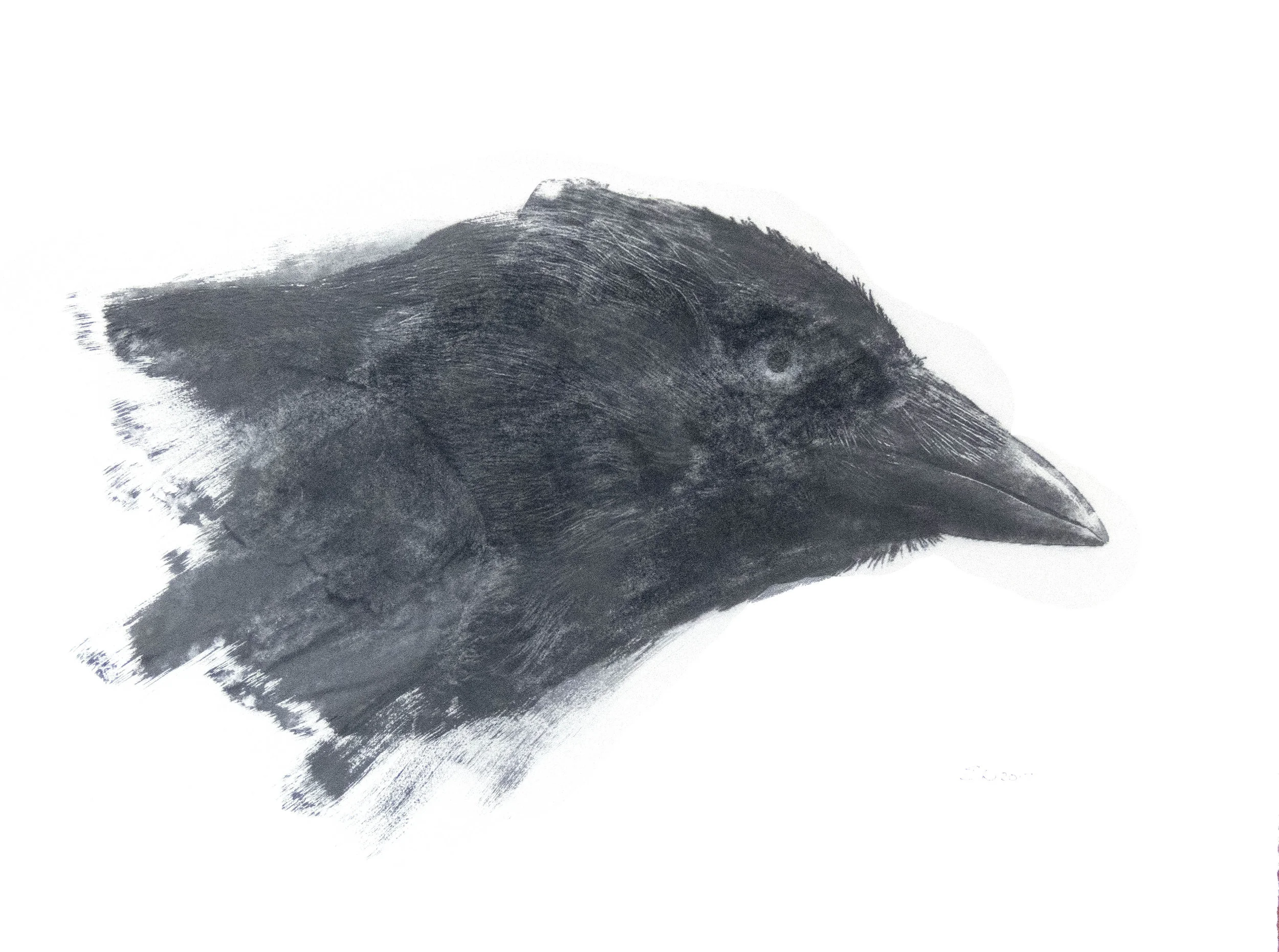 Head of the Magic Magpie (Edged)
