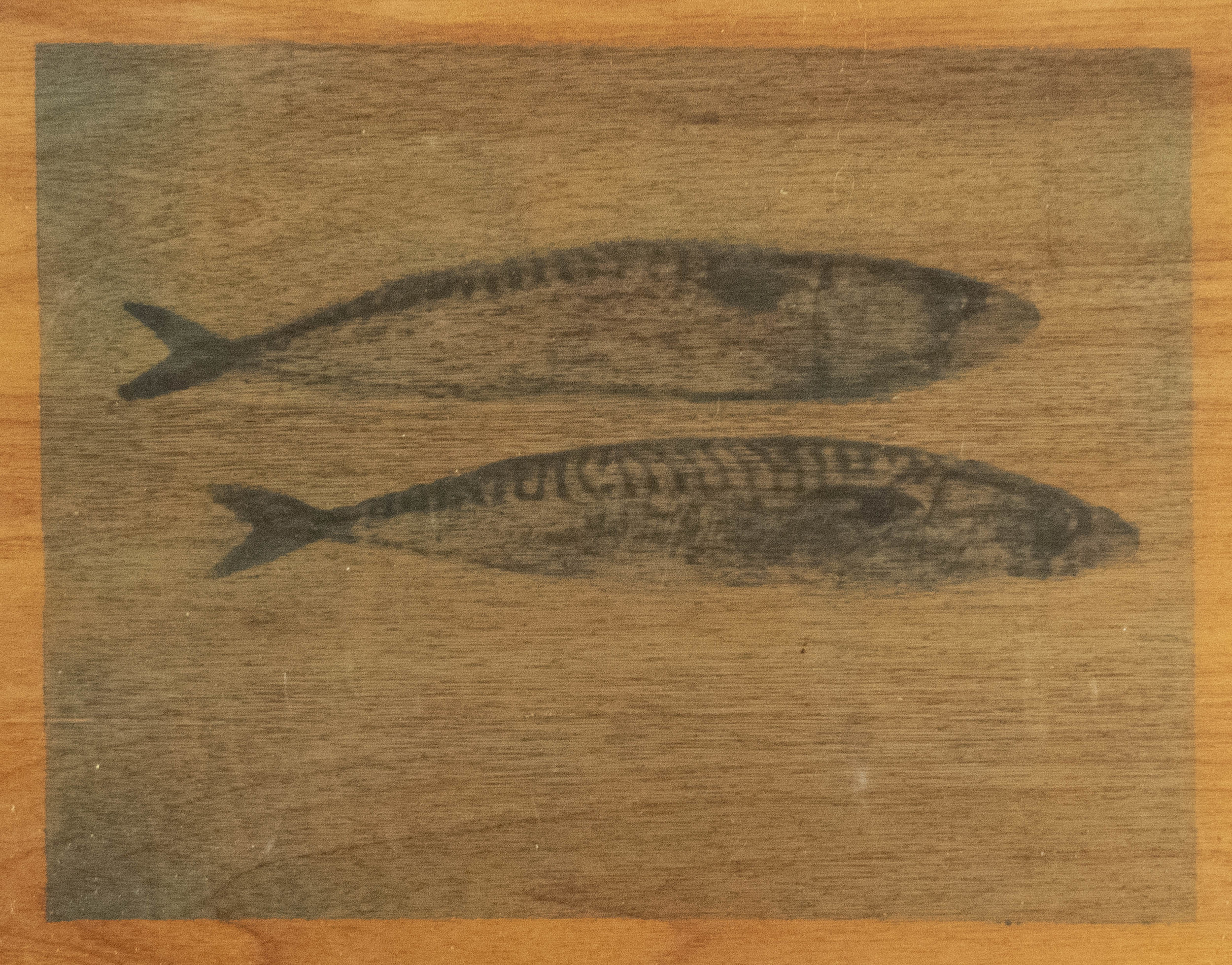 Mackerel