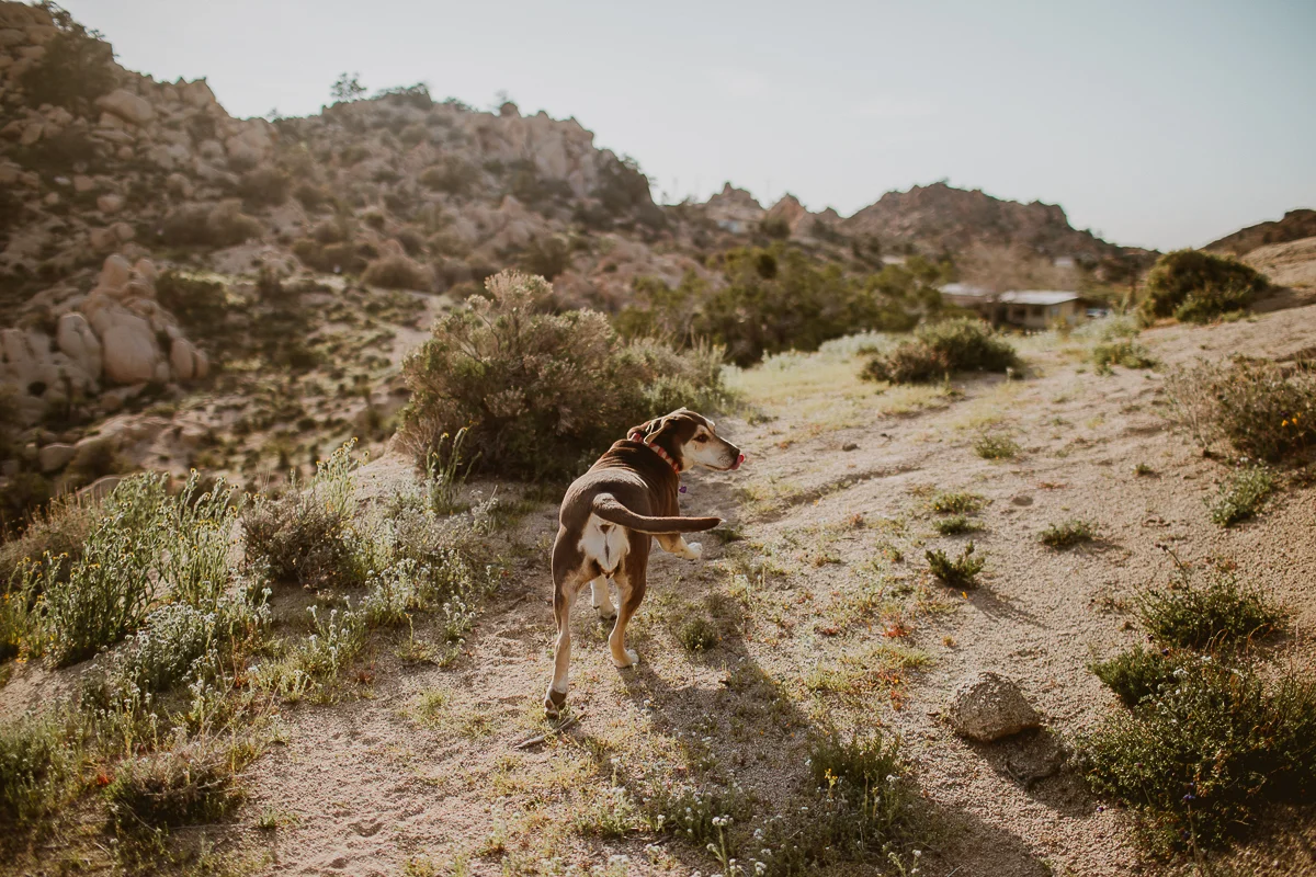 joshua-tree-national-park-engagement-kelley-raye-los-angeles-wedding-photographer-9.jpg