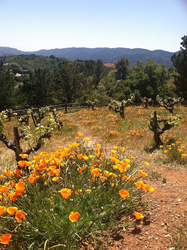 California Poppies in full bloom at Ridge Winery in Cupertino, California.