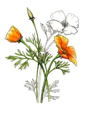 CNPS Wildflower Show