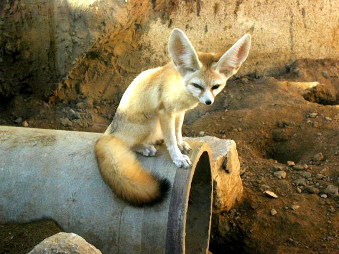 The fox is a universal symbol for the Storyteller Trickster and he appears this way in many fairy tales.
