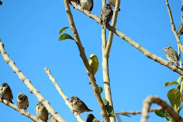 birds-branch-sky-7ed218.jpg